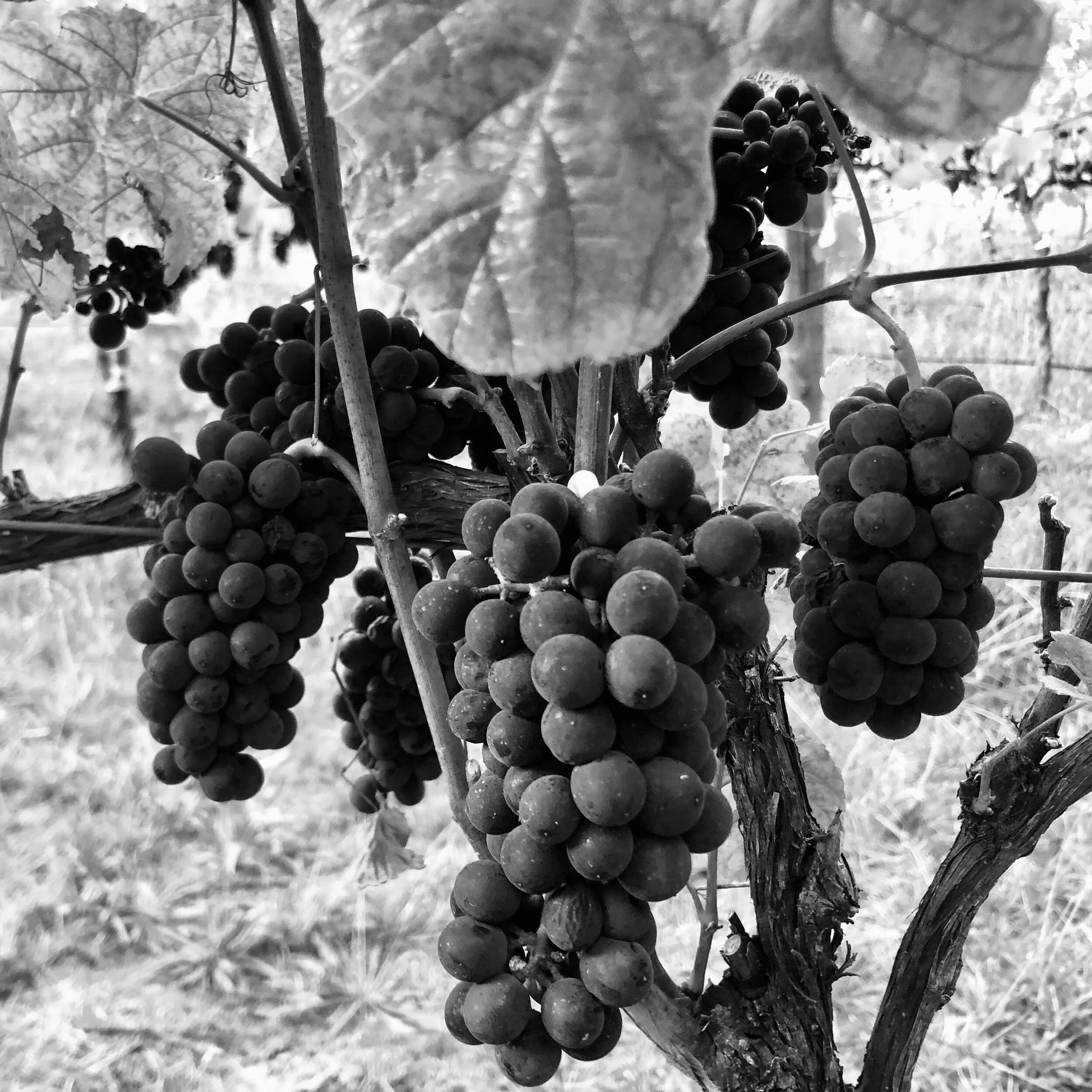 Single-vineyard, family-owned, exclusive private vintages from finest fruit grown in the g&oslash;&oslash;d g&oslash;&oslash;d dirt at Ironbank in the Adelaide Hills