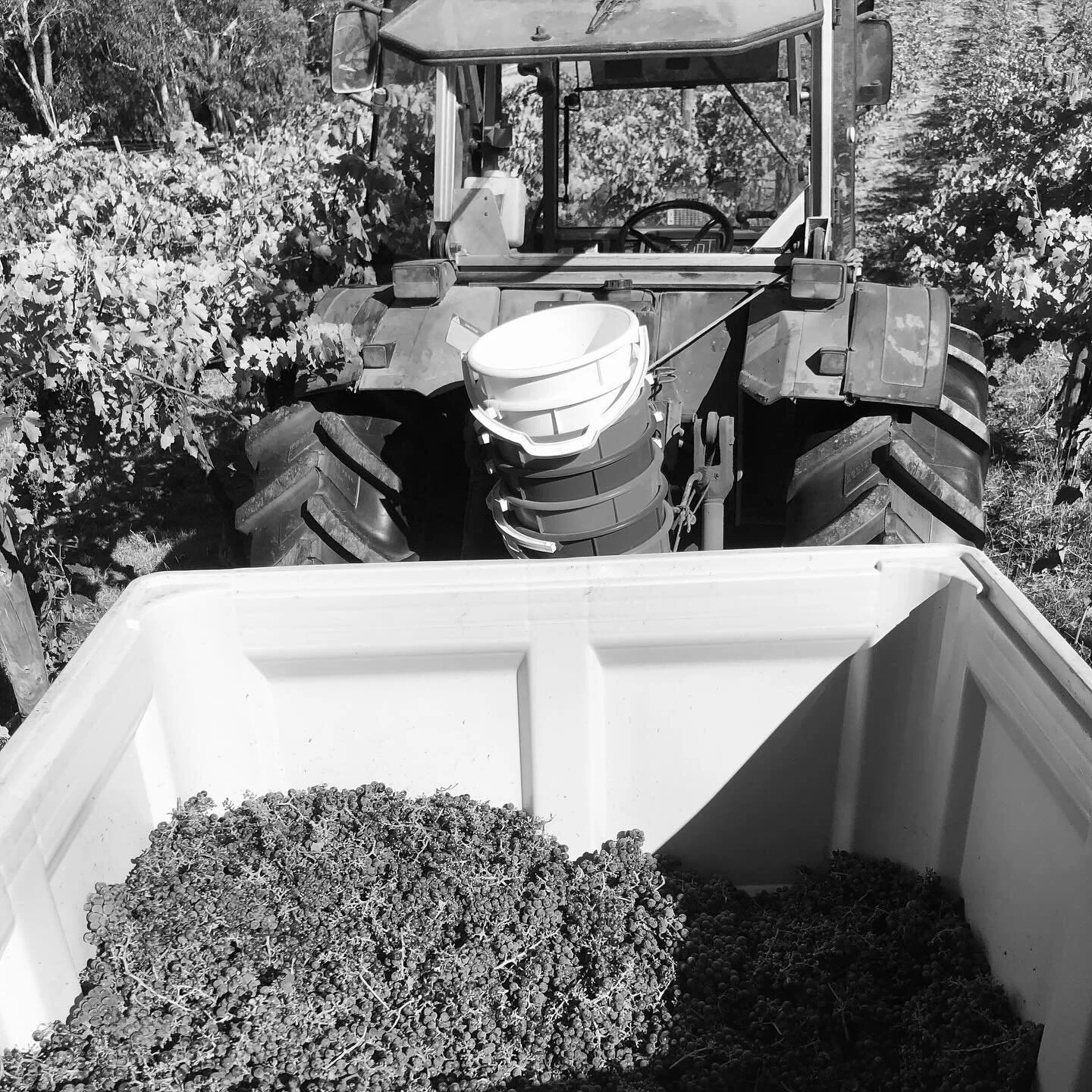 VINTAGE 2&Oslash;24 ;-) Short AND sweet&hellip; 2024 has been a late starting, early finishing season, wet to begin with but very dry later.  All made for a compact canopy of small berries intensely packed with  flavour. Ideal mild picking conditions
