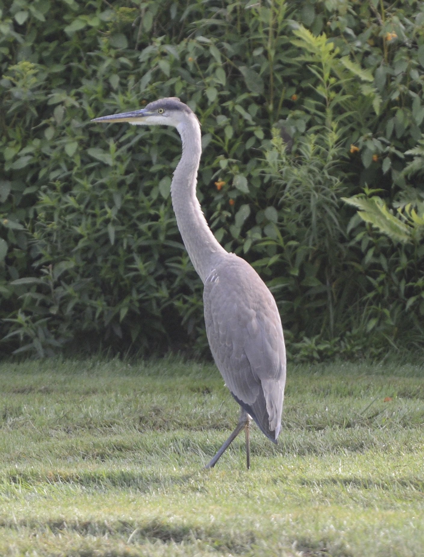 Great Blue Heron (backyard)