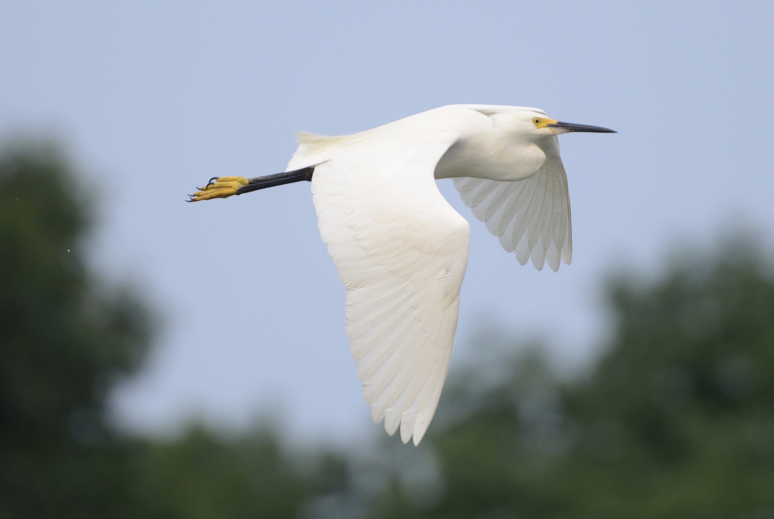 Snowy Egret 2 Scarborough Marsh