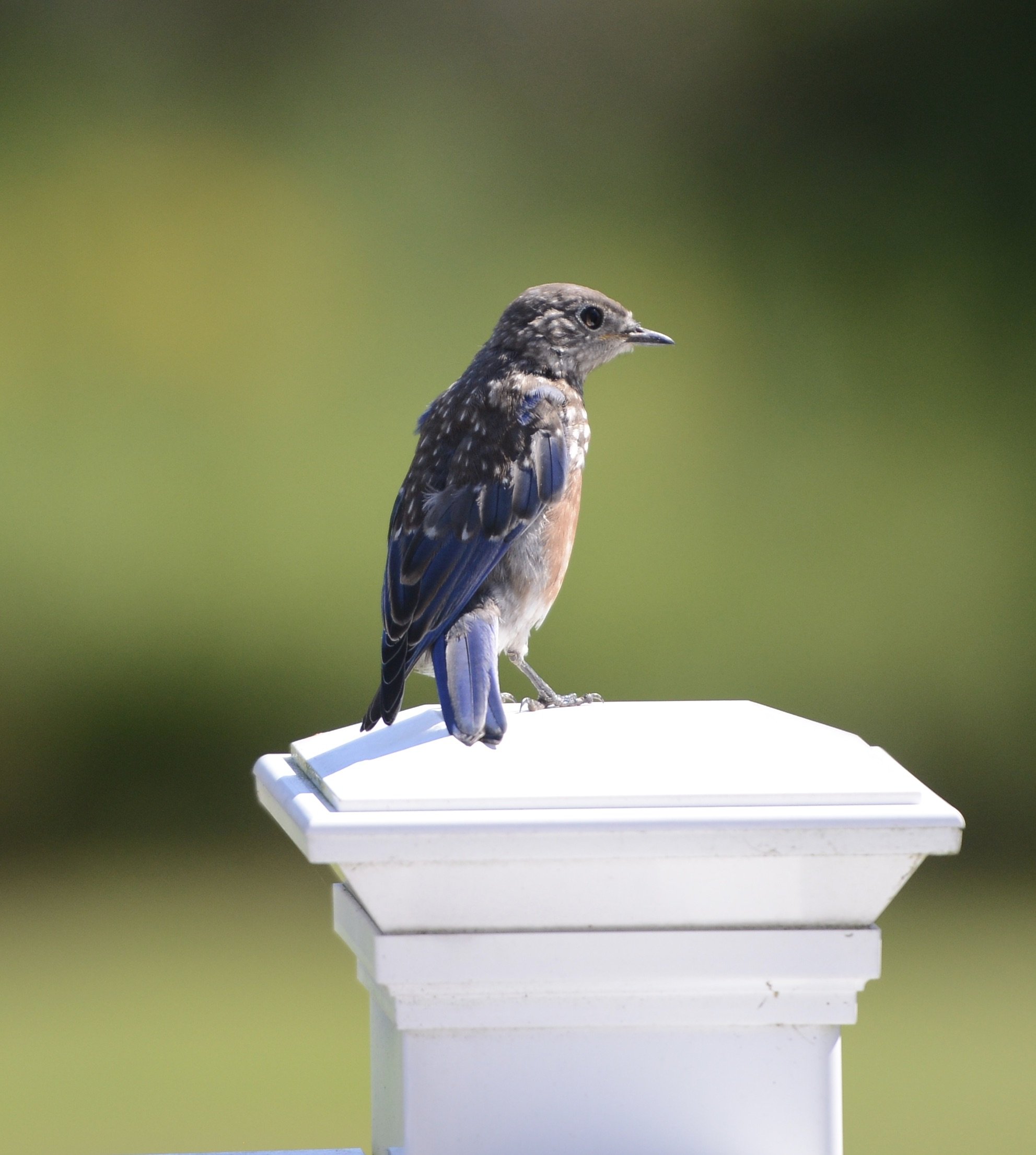 Bird on Post 1