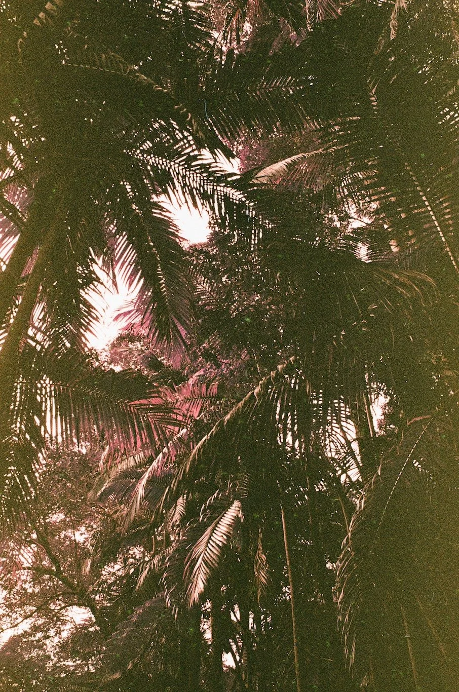 Tropical Haze - BYCJ.JPG