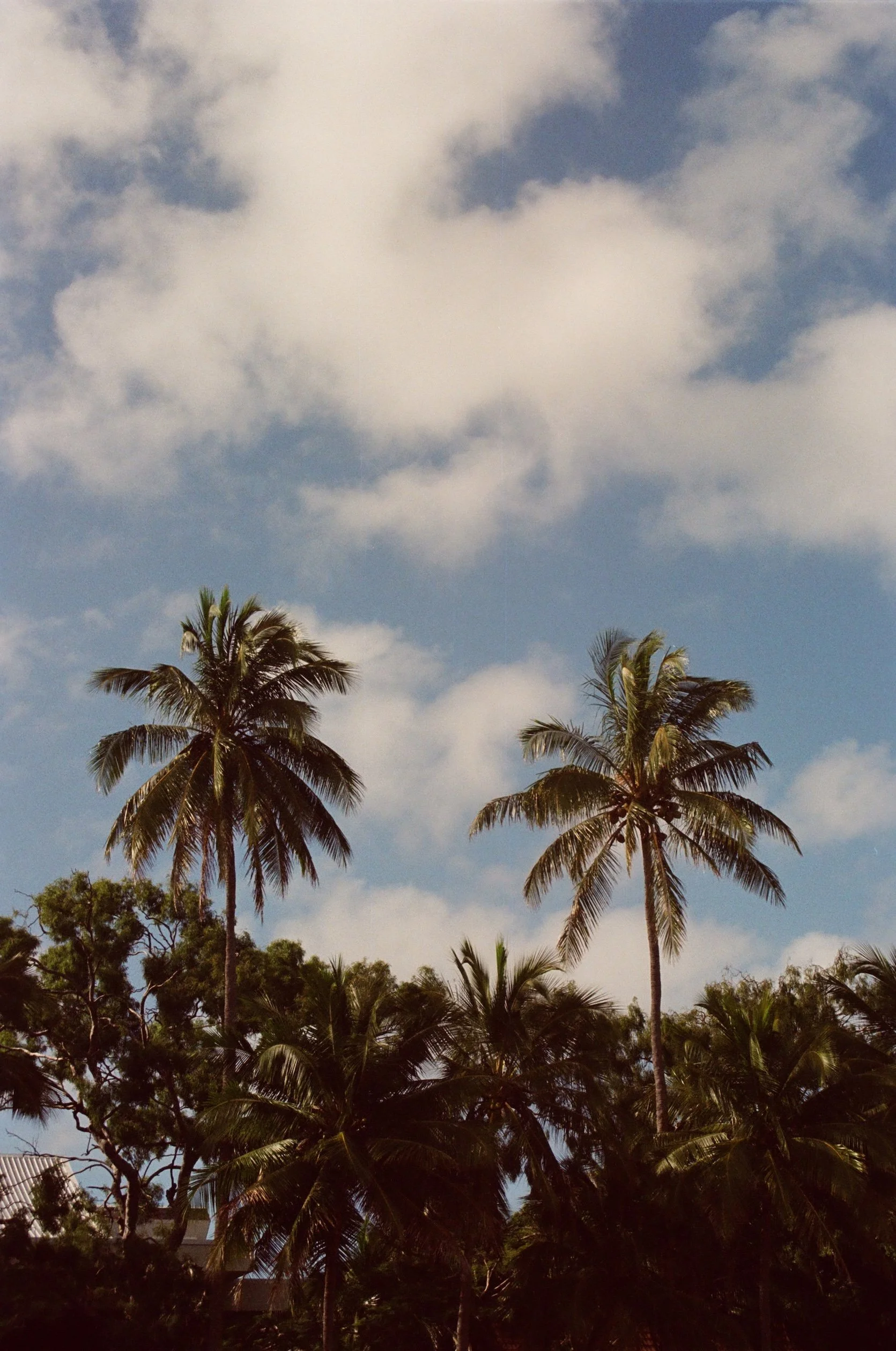 PALM TREES - BCJ FILMS copy.JPG