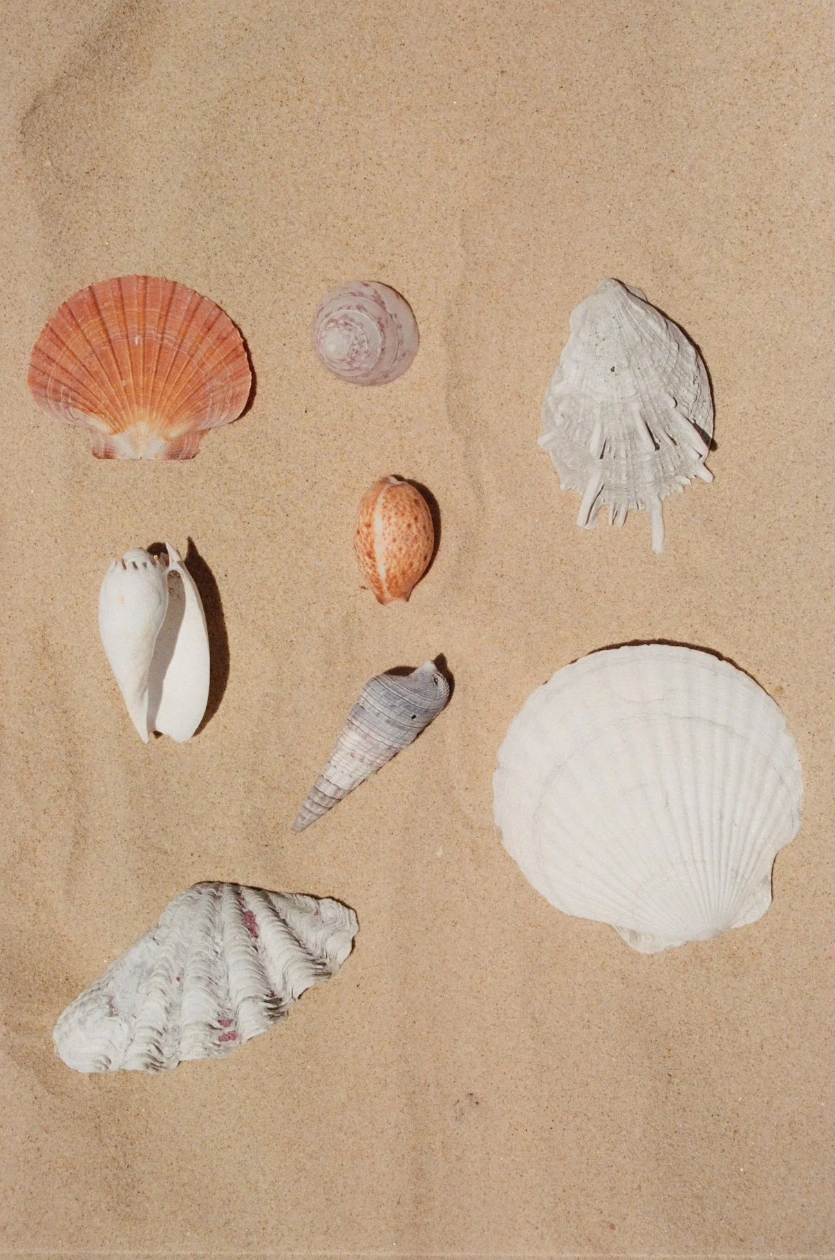 SHELLS