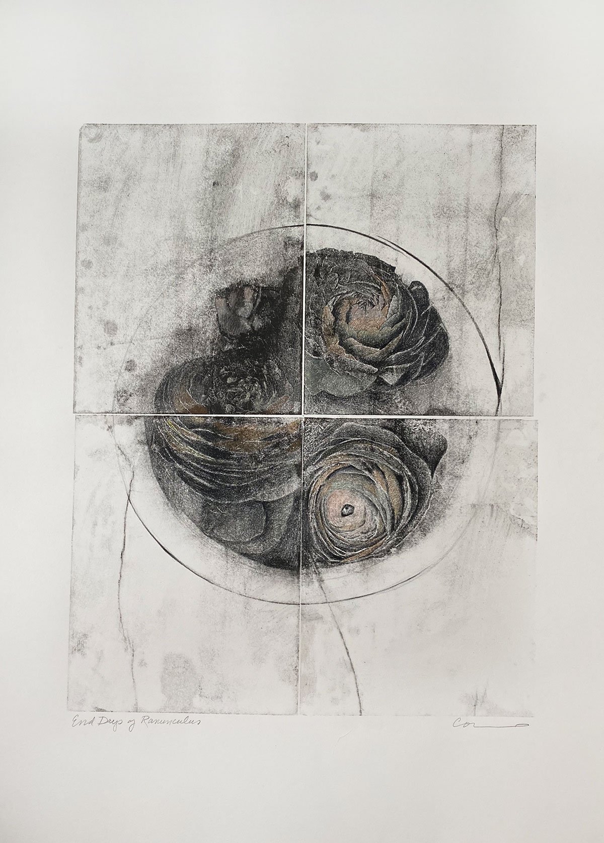 End Days of Ranunculus, 22wx30h, lithograph with colored pencil
$1450