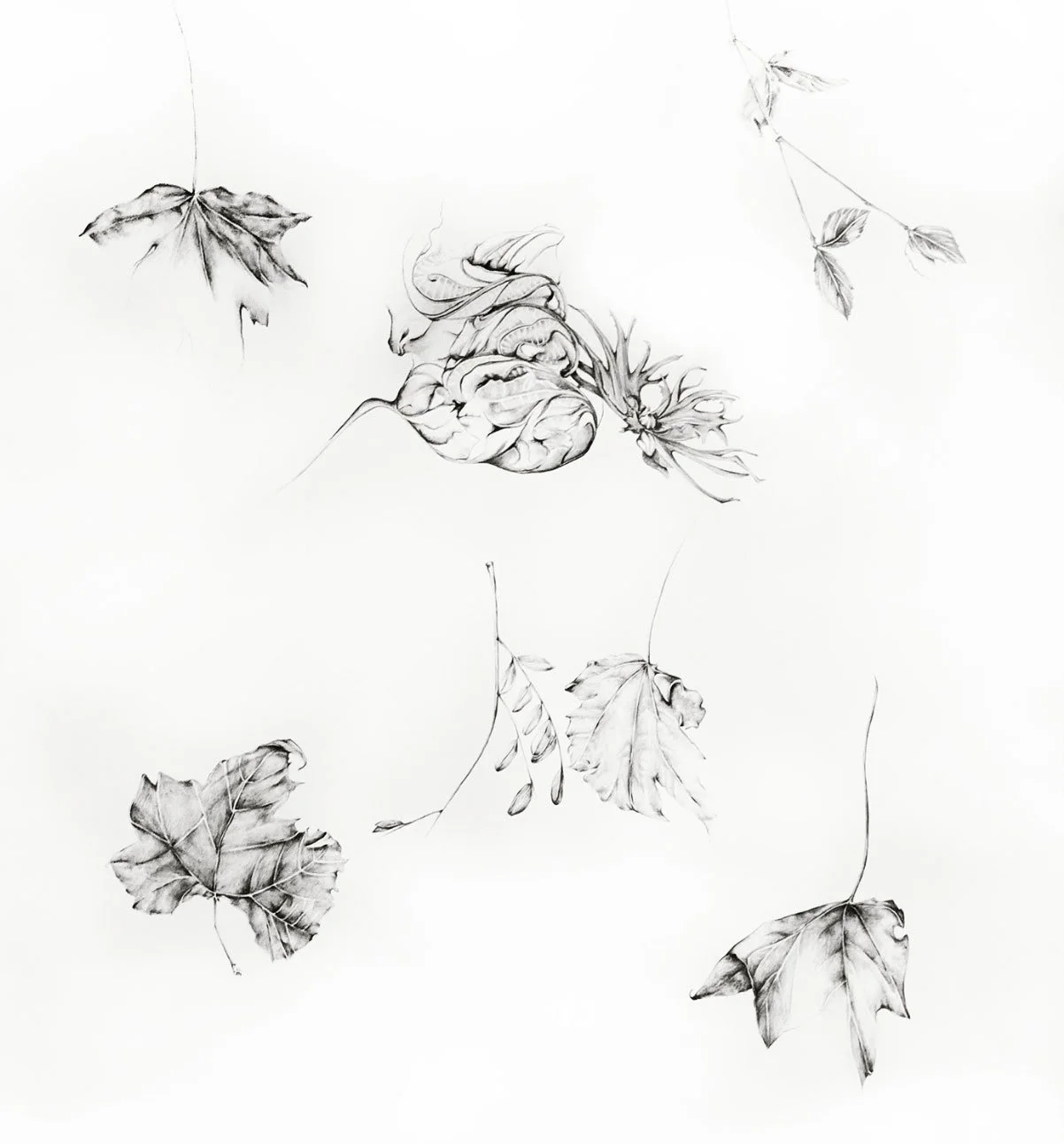 Garden Sketches, 39" w x 50"h, pencil
$1800