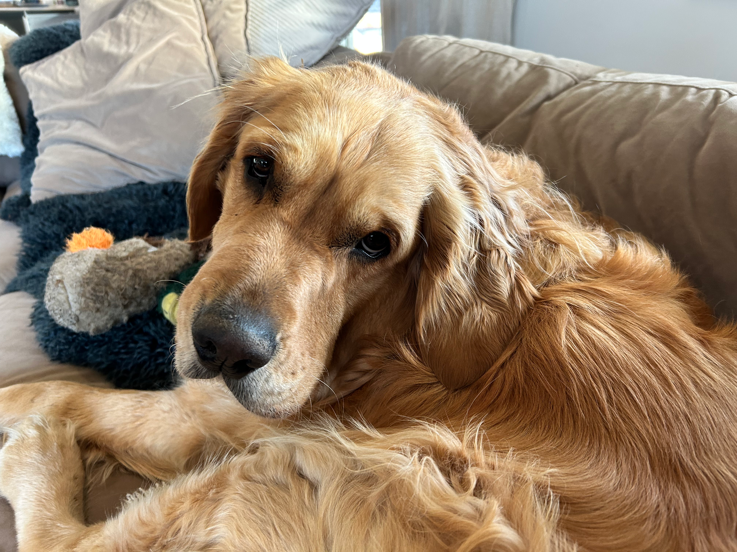 Animal Assisted Therapy