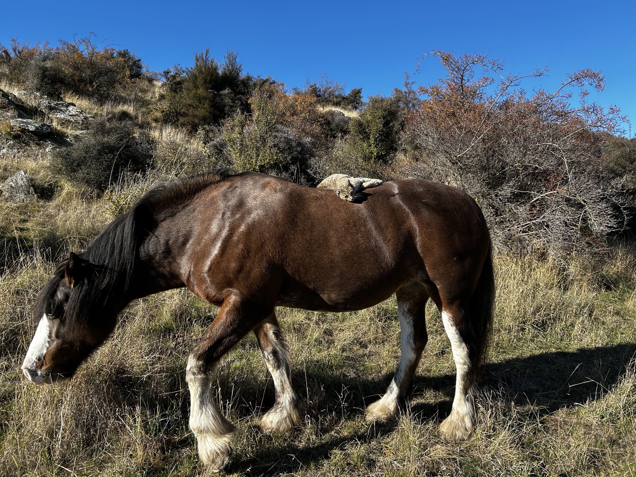 Central Otago therapy horses