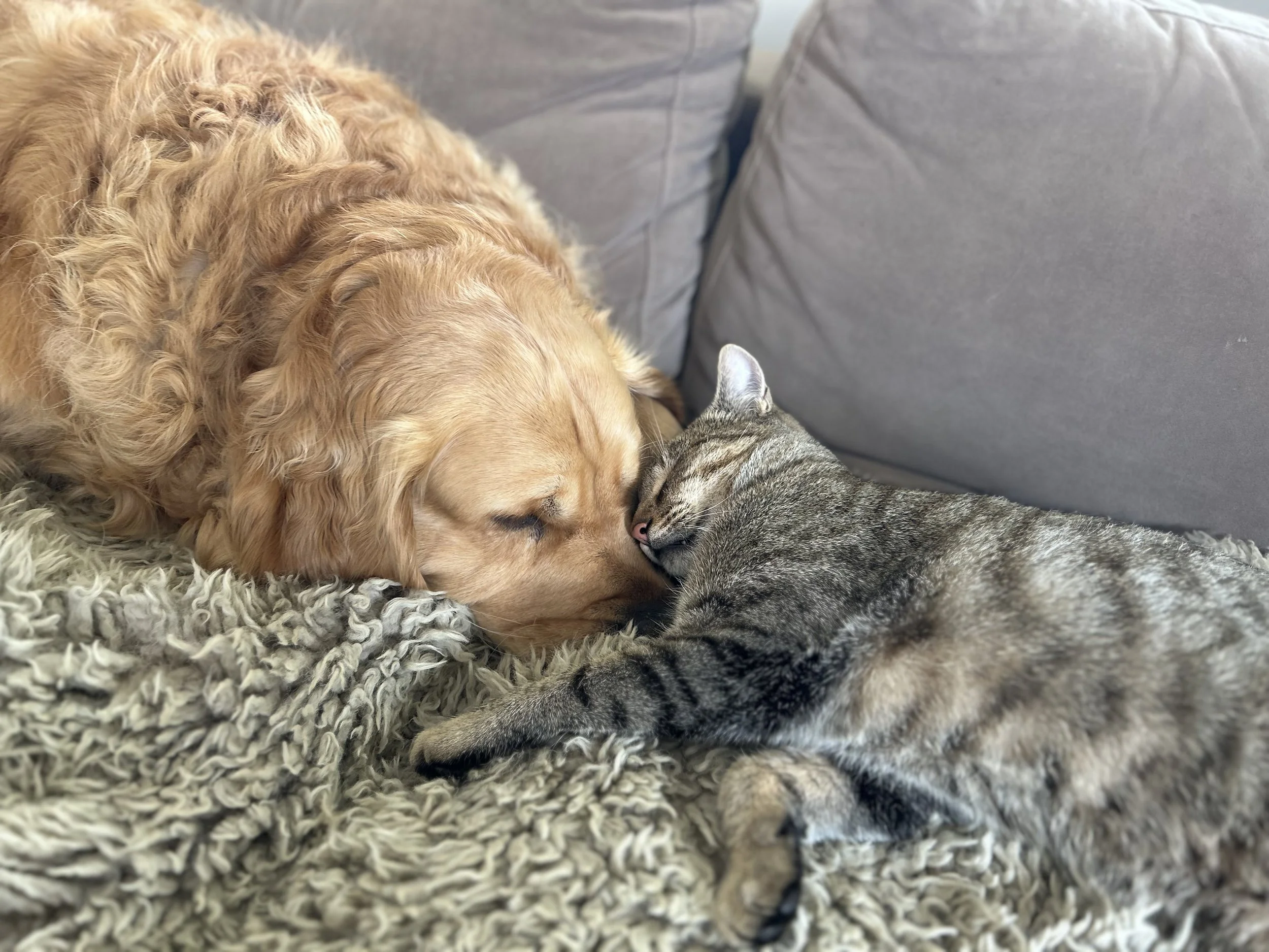 Therapy Animals