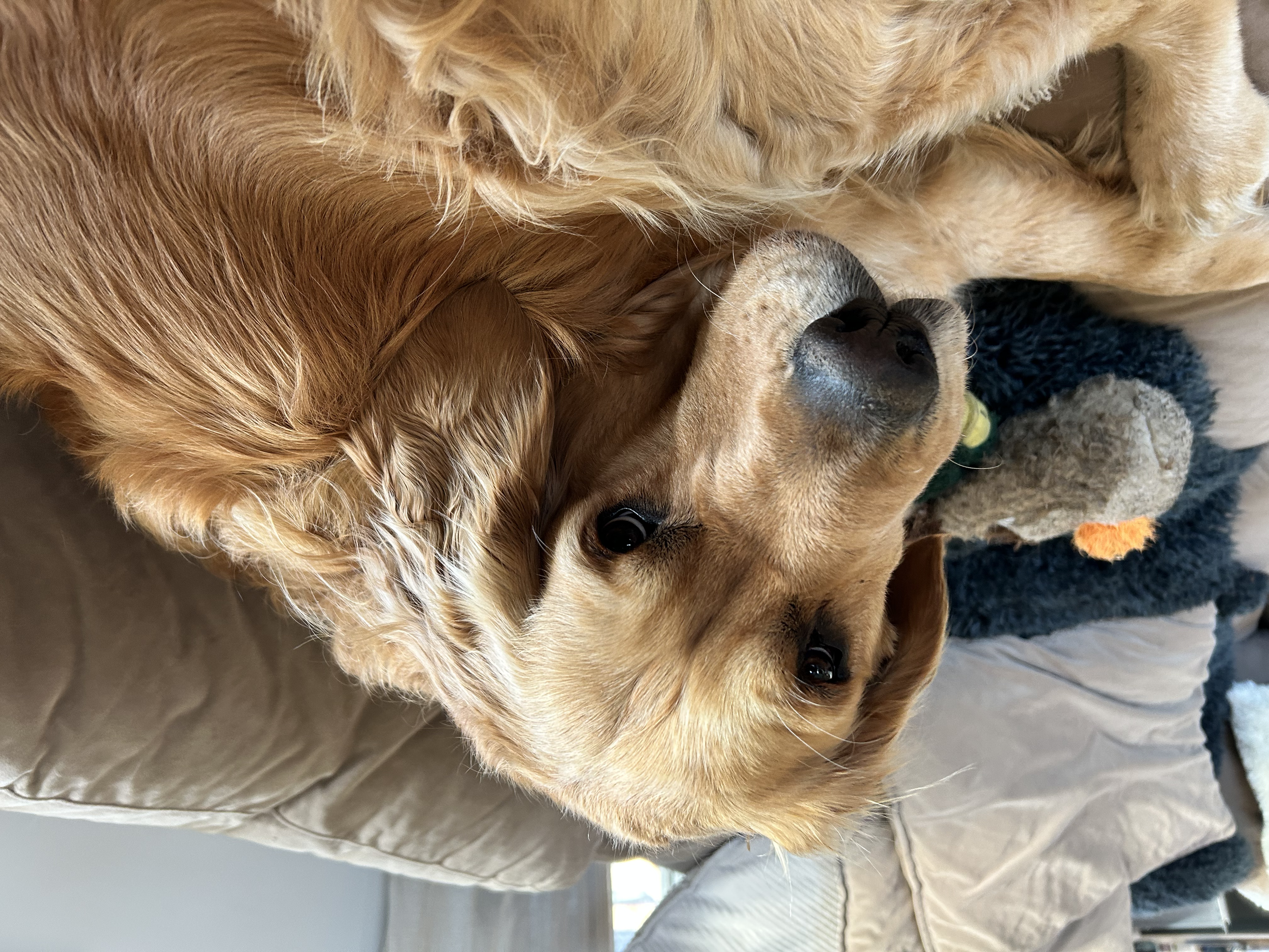 Animal Assisted Therapy