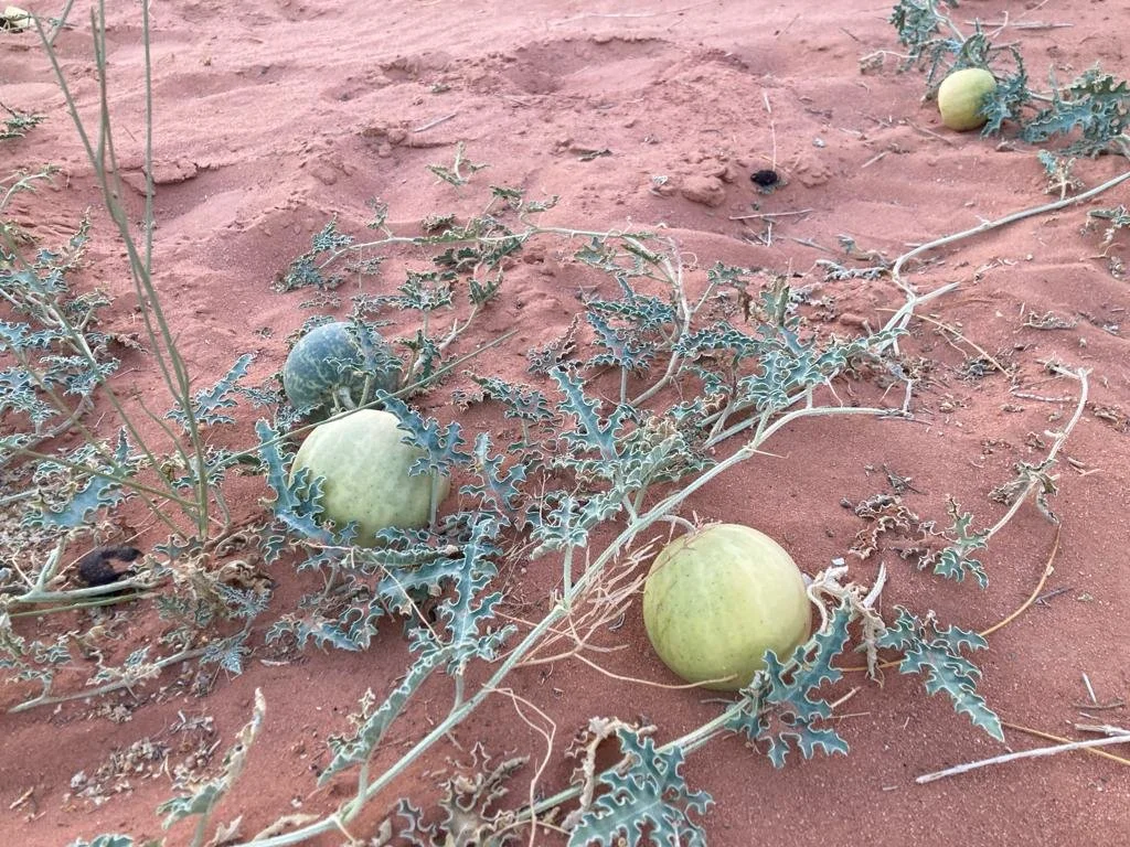 WhatsApp Image 2024-08-29 at 2.21.04 PM.jpeg