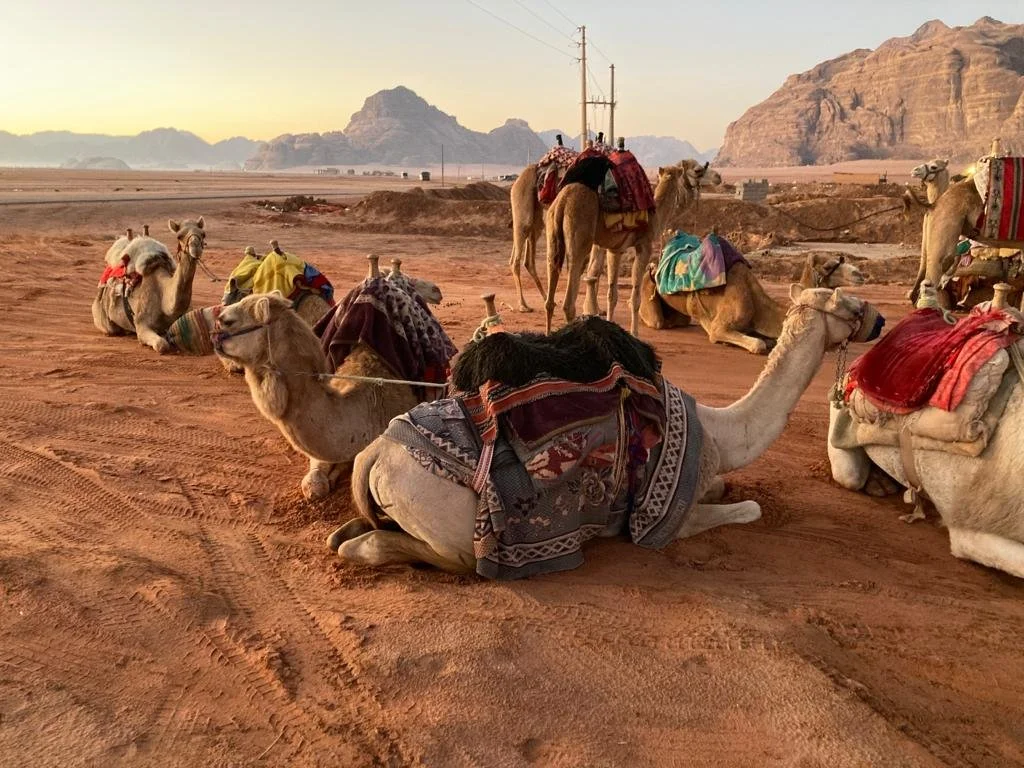 Tourism Camels in Wadi Rum at Disah .jpg