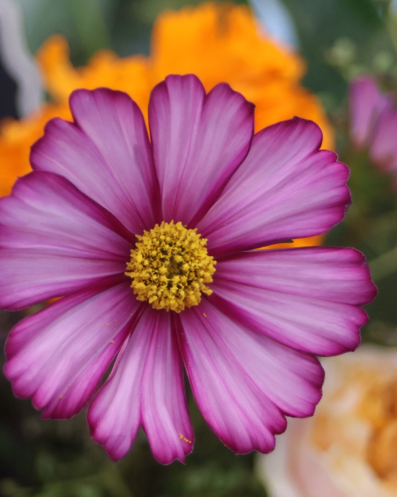 Let&rsquo;s have a moment for our new camera 🥹 close ups like never before!

We love showing you what we full in love with at market💕

#flowerphotography #cosmos #freshflowers