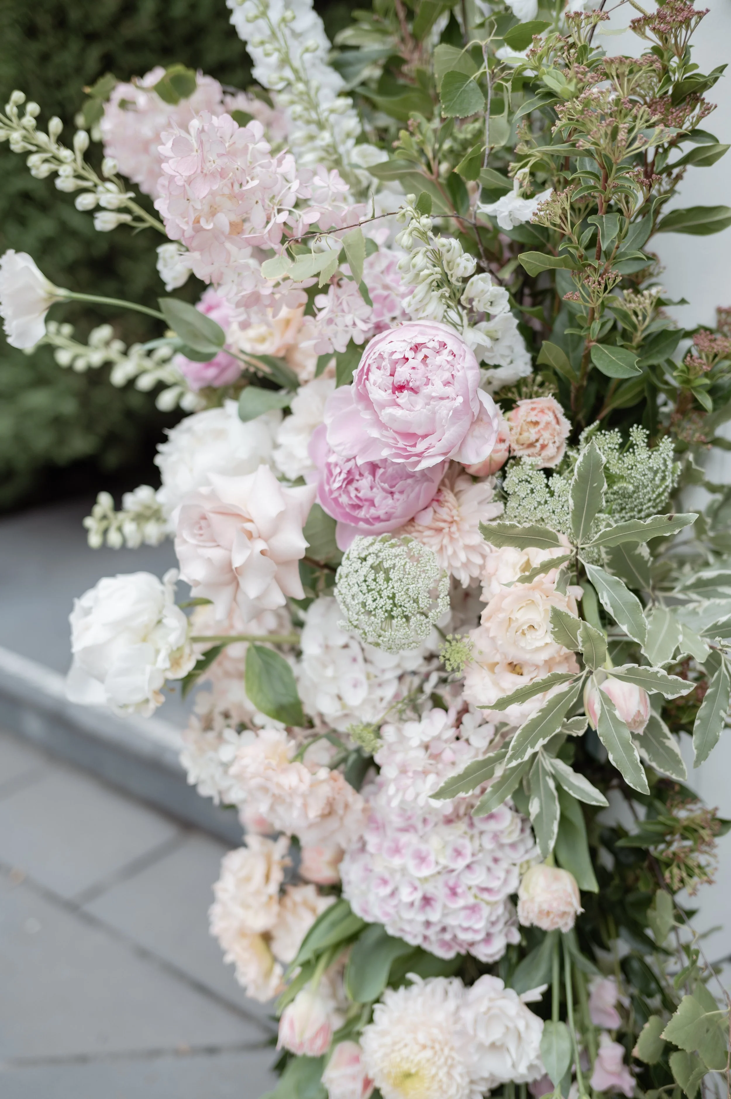 Tree Peonies vs. Herbaceous Peonies: A Comprehensive Guide