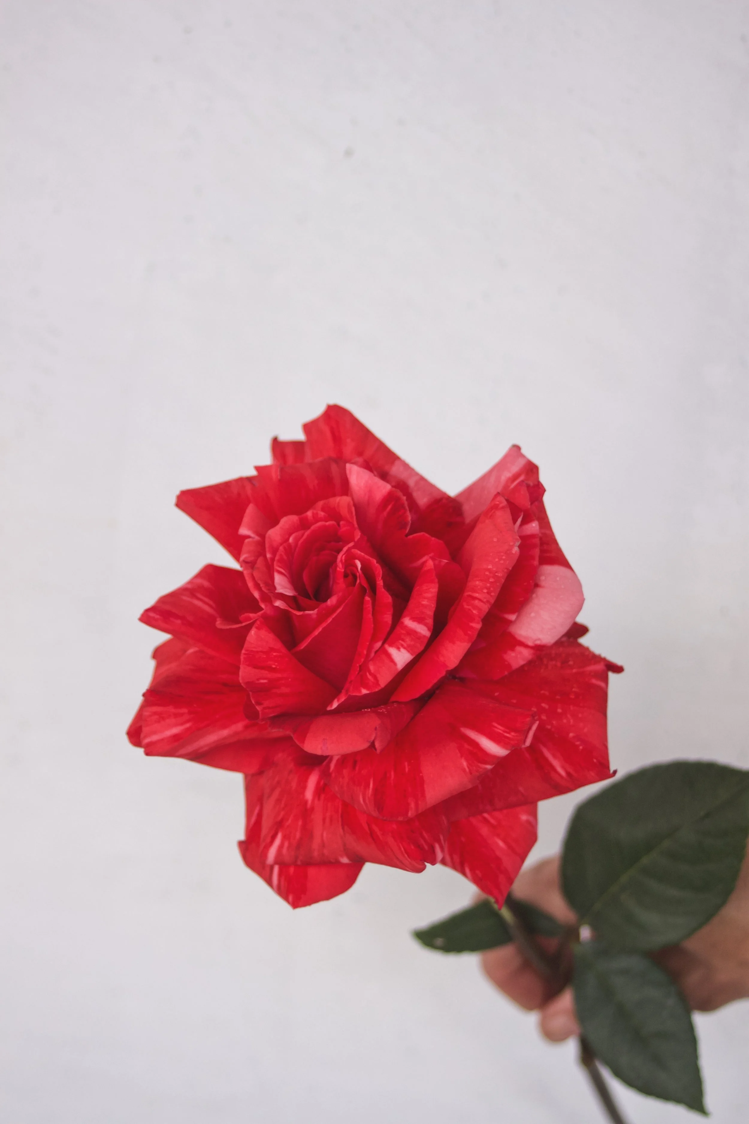 Valentines_Flowers_Red_Roses_Hydrangeas_Brighton_Valentines_Flowers_Vday_ideas