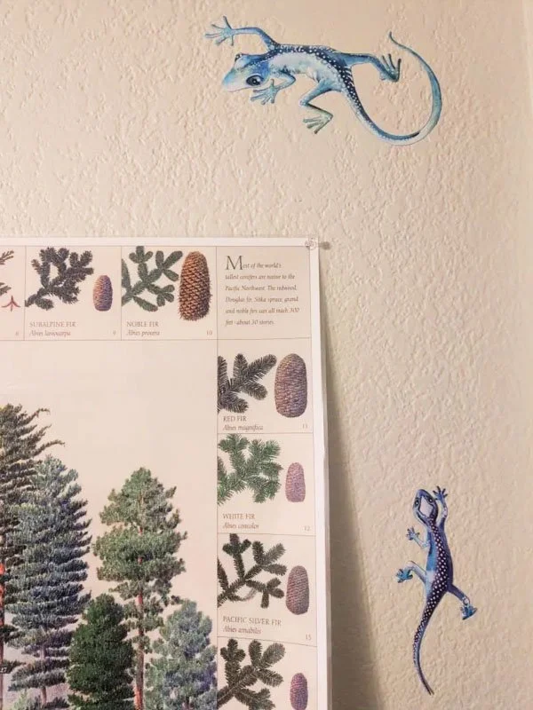 A textured beige wall with a small mural of a blue and black lizard at the top and a purple lizard at the bottom right, and a botanical chart featuring different types of cypress trees on the left.