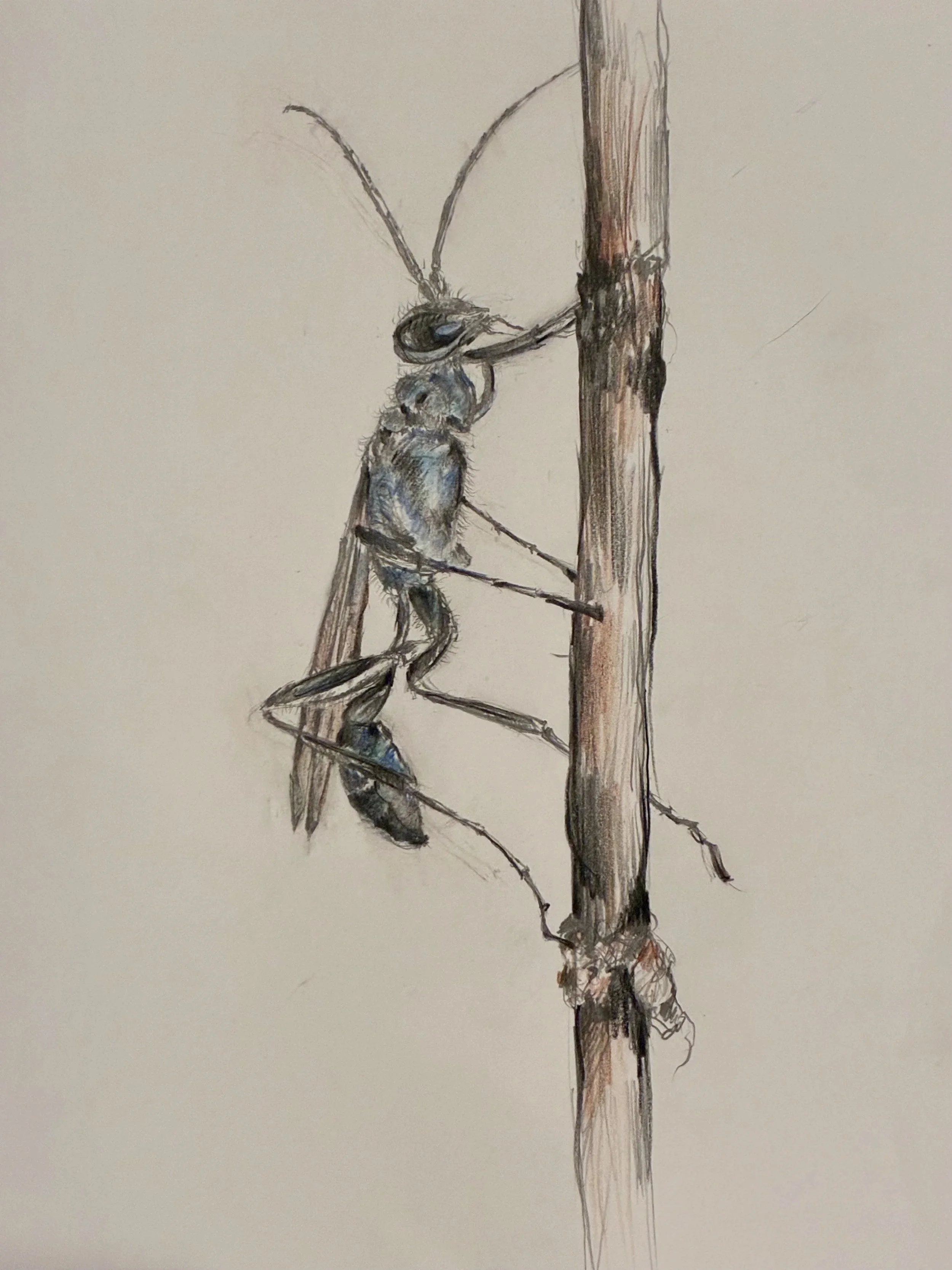 Sketch of a Blue Mud Wasp for "Neighbors  Without Bones: A Family Guide to California Backyard Invertebrates" by Amanda Sparkman.