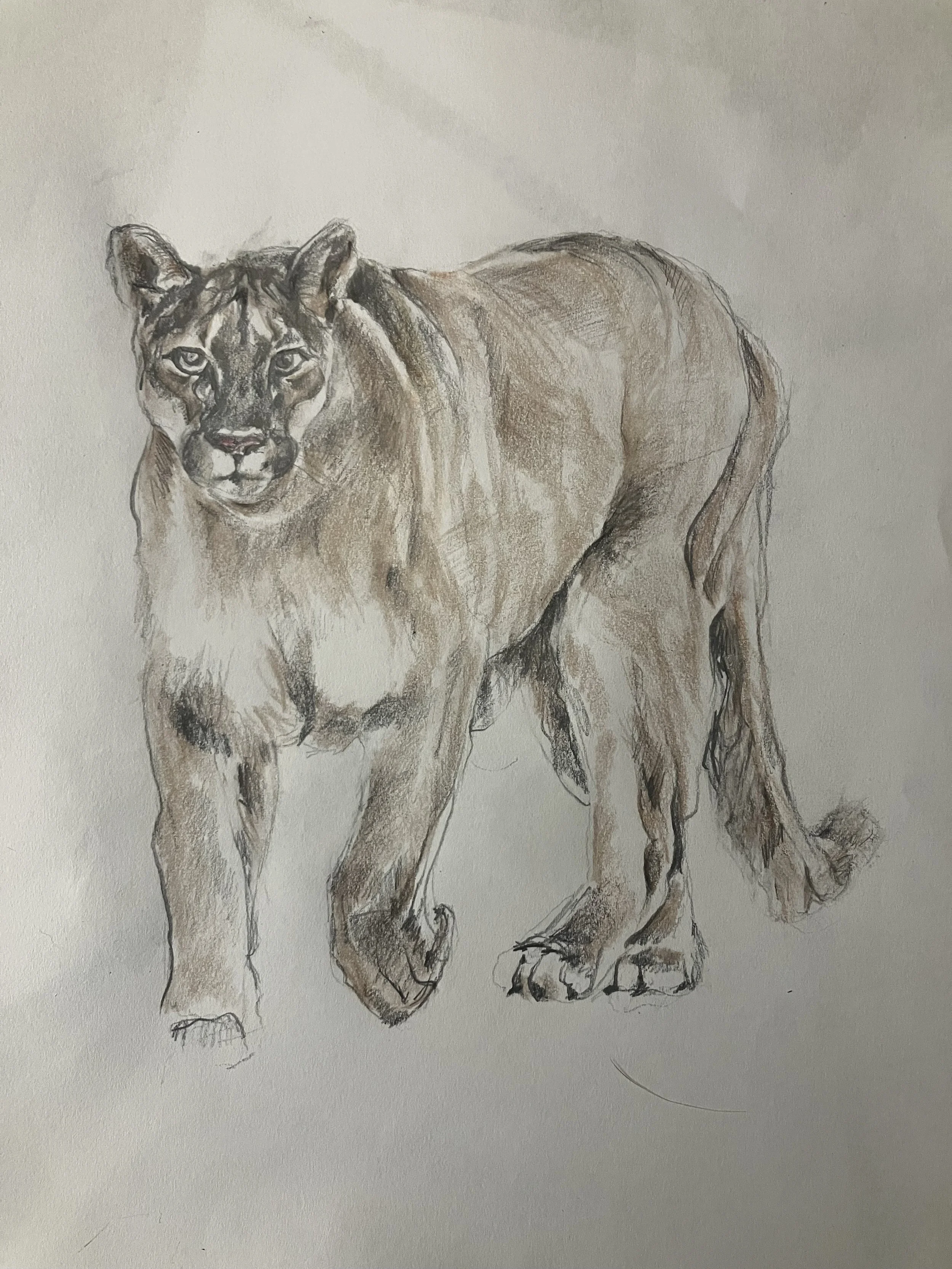 Sketch of a Mountain Lion for "Neighbors With Fur:: A Family Guide to California Backyard Mammals" by Amanda Sparkman. 
