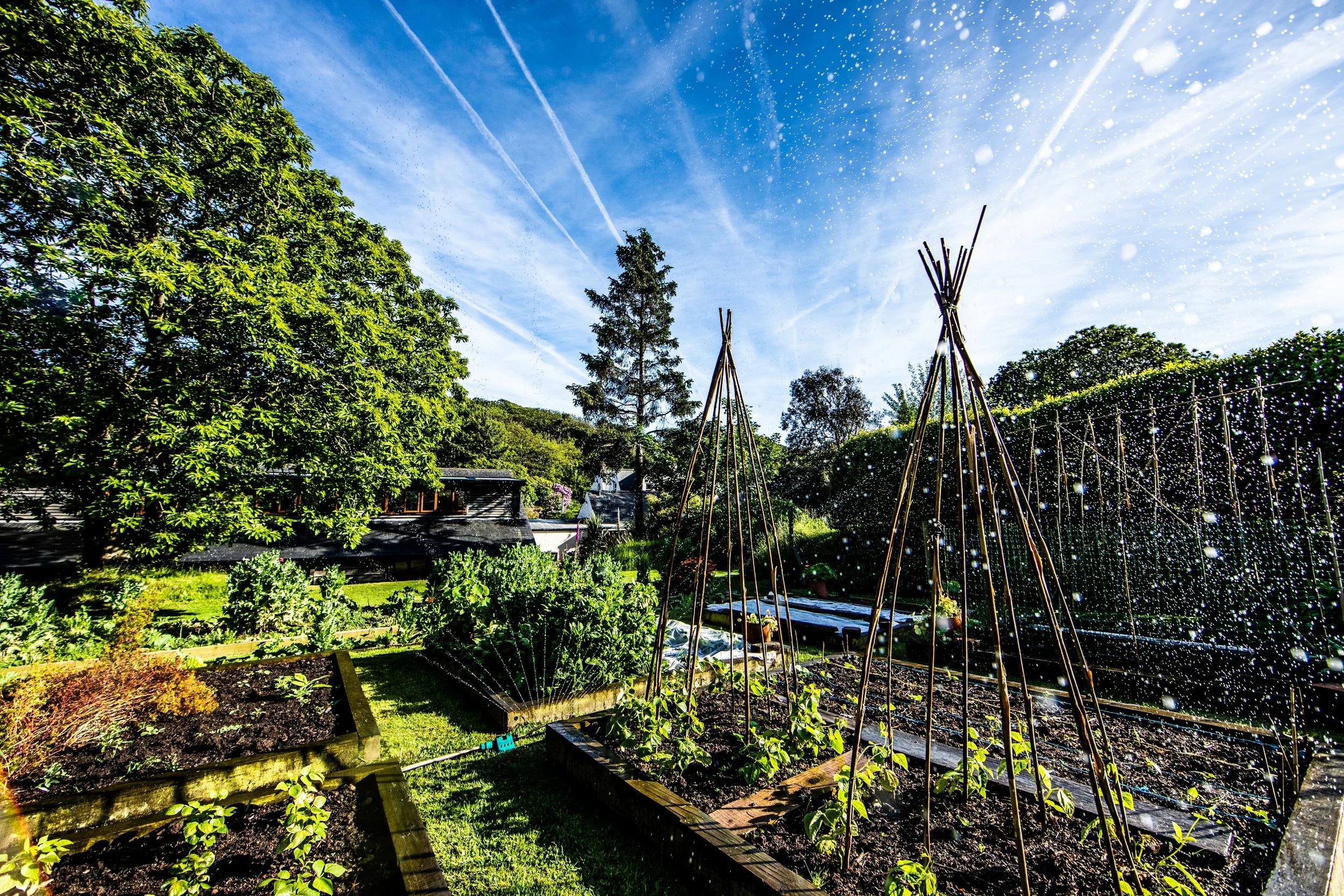Squares garden in sprinkler.jpg