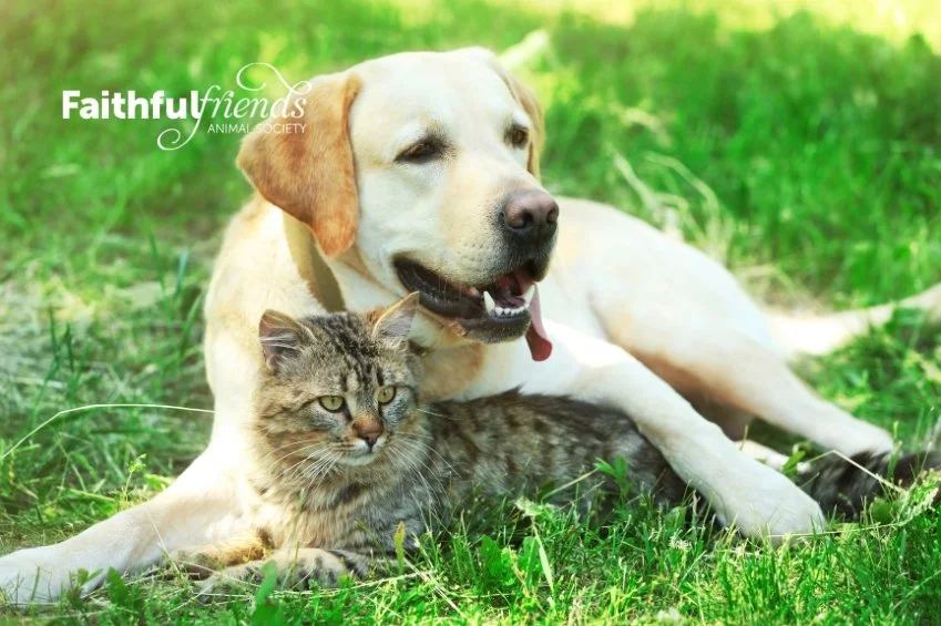 Supporting Faithful Friends Animal Society