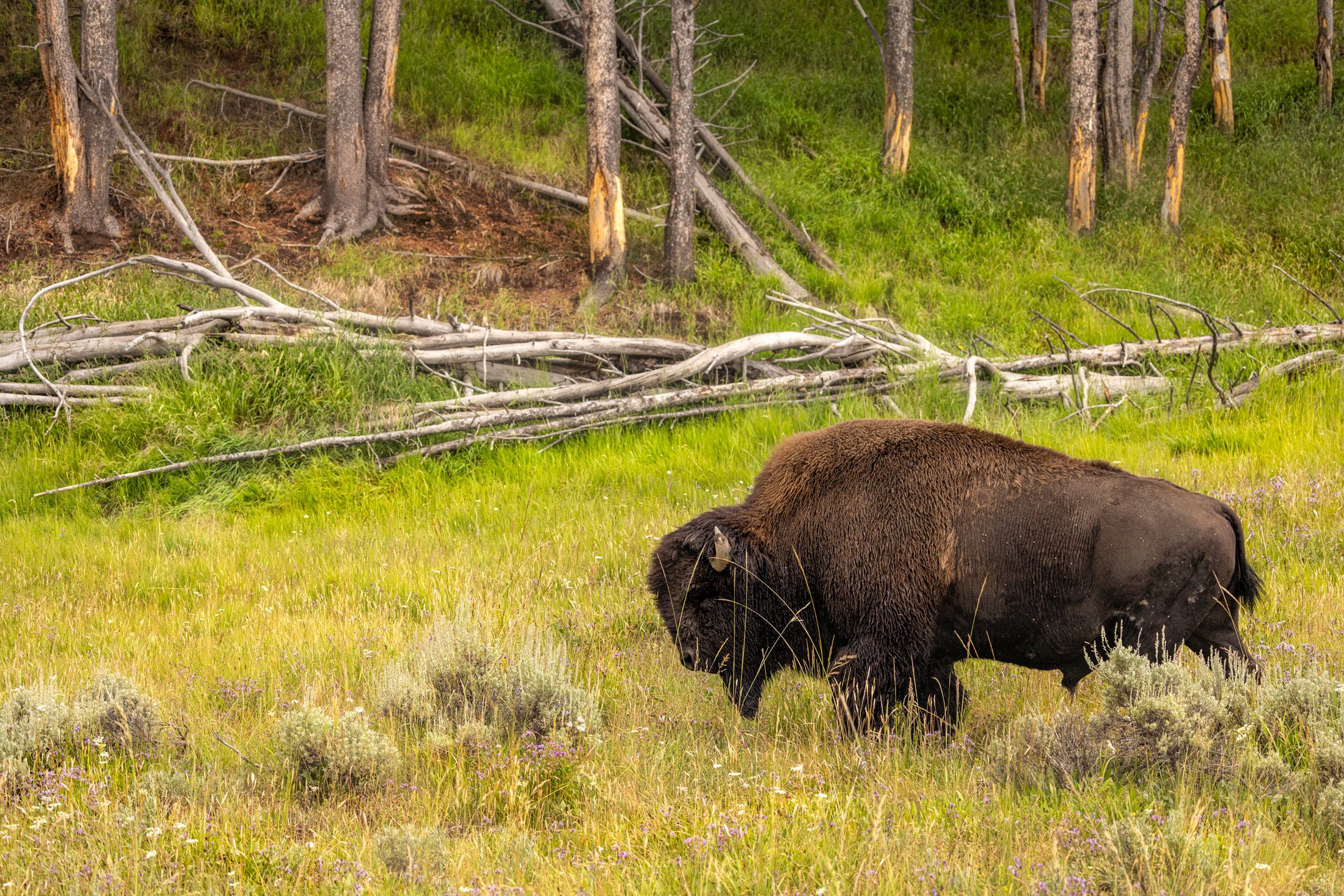 Bison-on-the-main-pasture-at-UXU-Ranch-After-the-rain-org.jpg