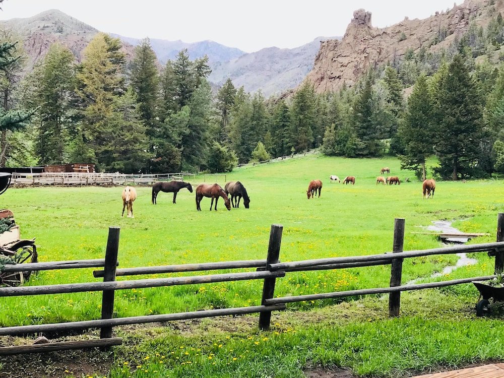 Horse in the pature at UXU ranch.jpg