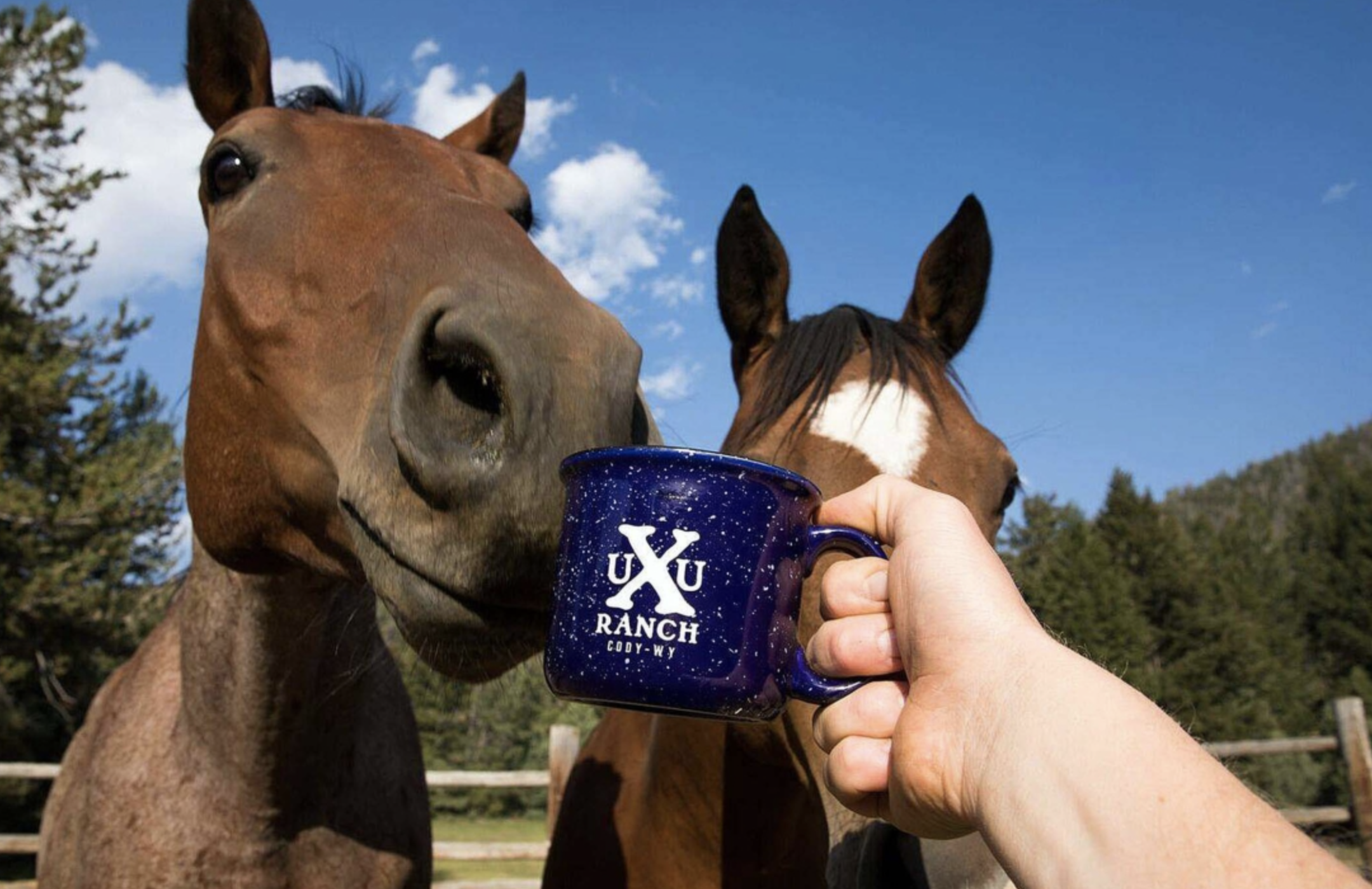 Horses an UXU mug.png