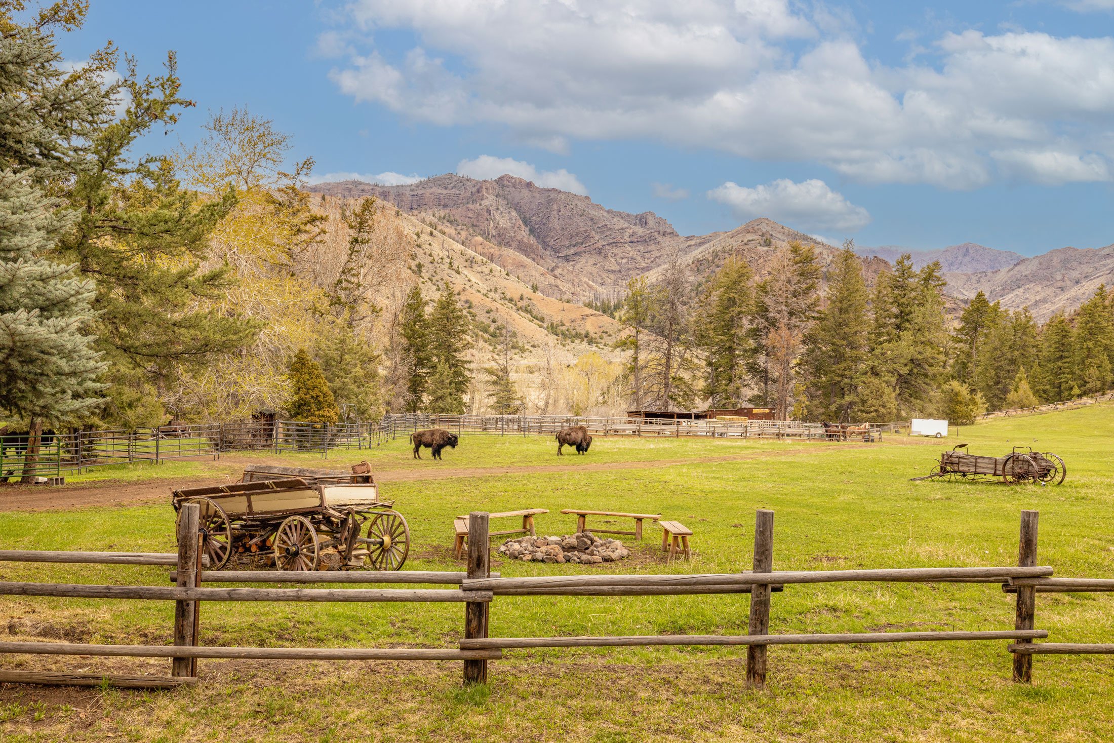 two-bisons-on-the-main-pasture-at-The-UXU-Ranch-copy.jpg