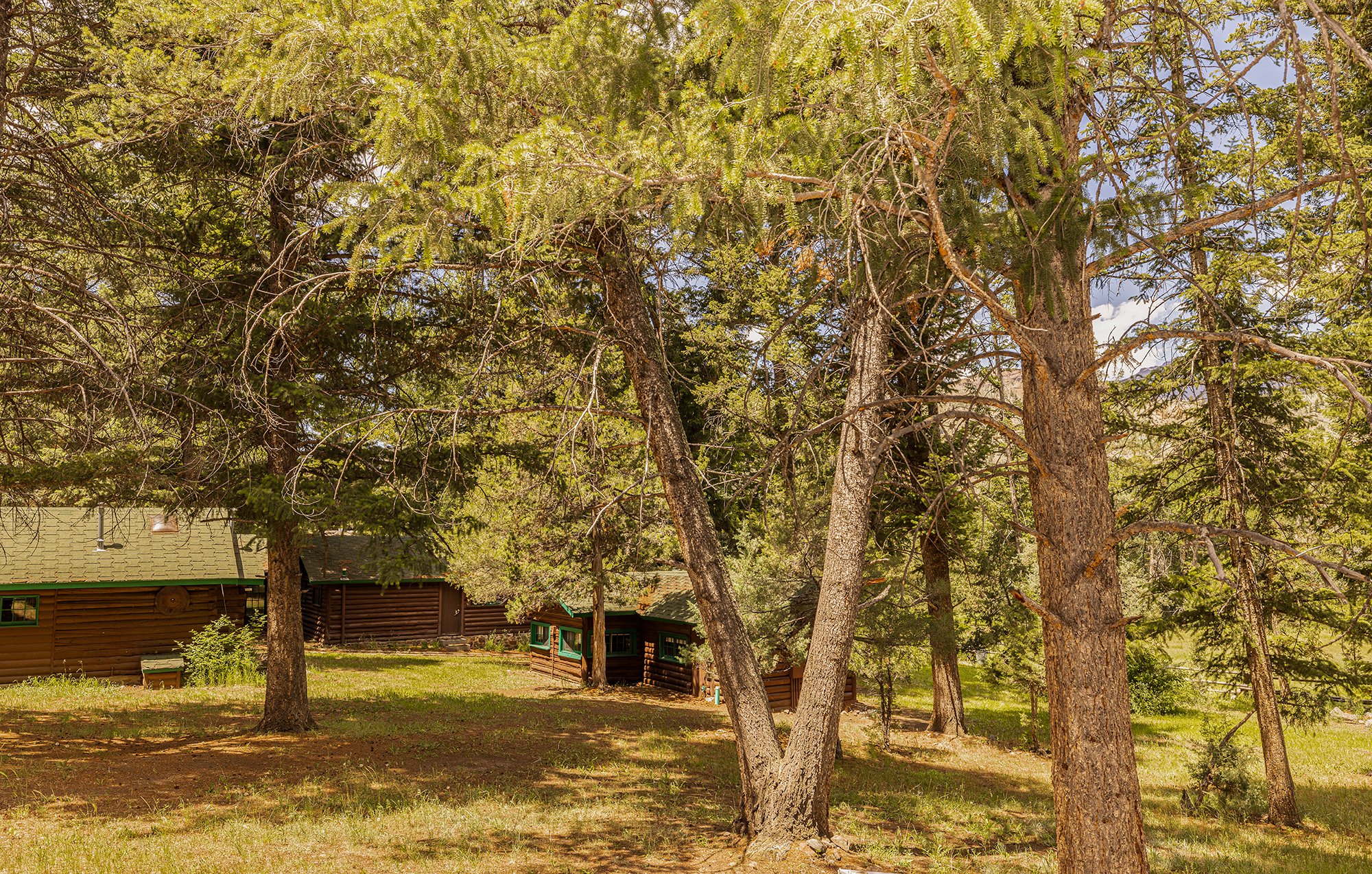 medicine Bow cabin at UXU Ranch lost in the trees.jpg