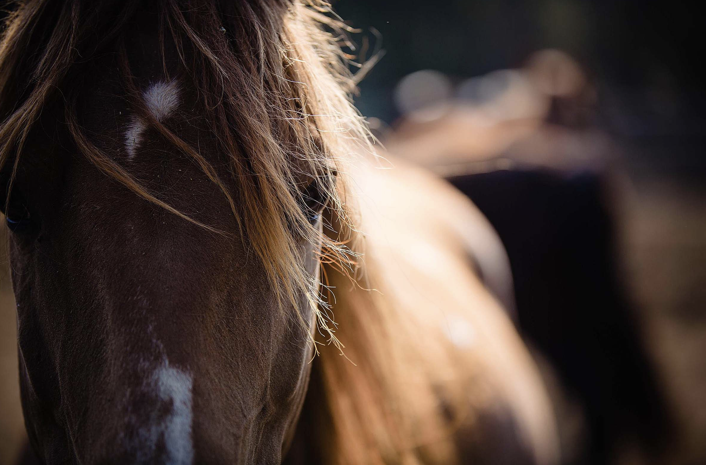 Horseback riding at the UXU ranch.png