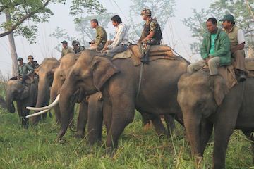 Chitwan grasslands