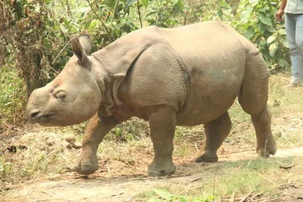 Biru, baby rhino