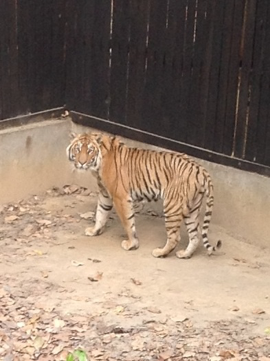 The captured tiger — Nepal