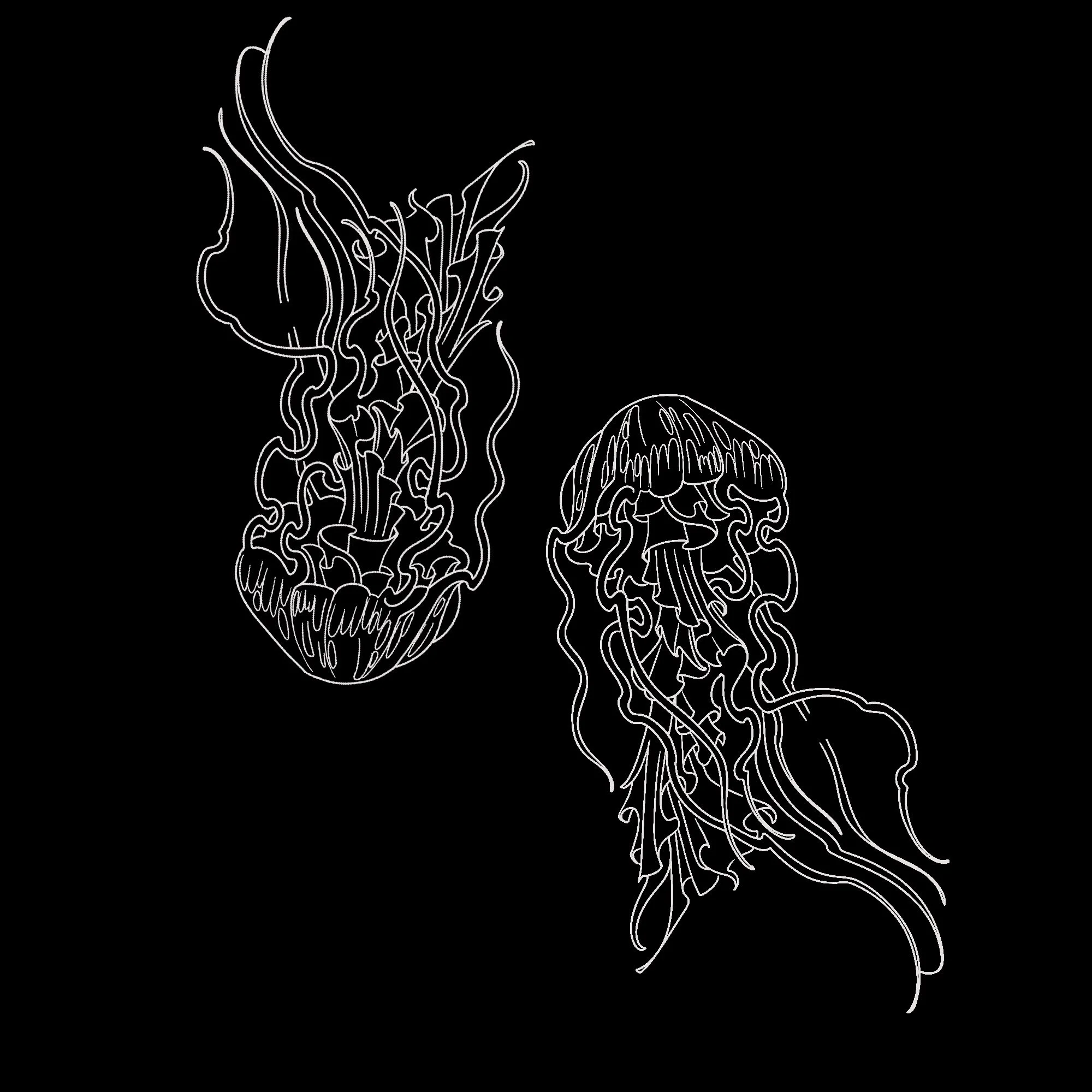 Jellyfish