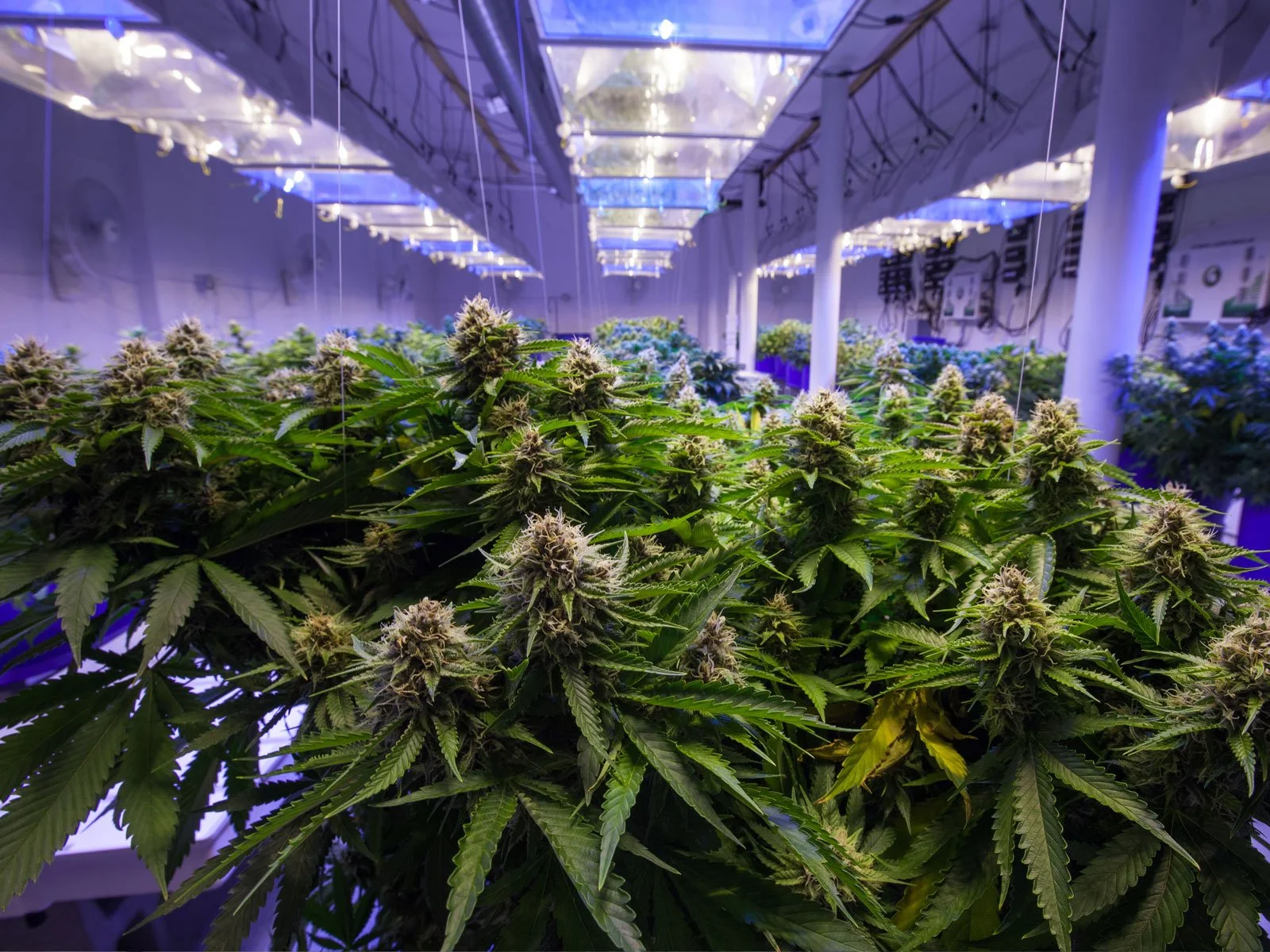 Dallas Police Halt Low-Level Marijuana Arrests Following Proposition R Implementation