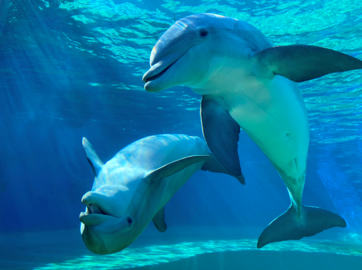 Dolphins Show Alzheimer’s Like Brain Changes Linked to Toxic Algal Blooms