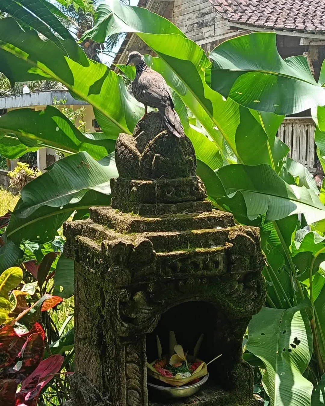 Good morning from Ubud 

This little feathered friend found the perfect perch on a family sanggah &ndash; a home temple where daily blessings and offerings are placed in beautiful canang sari.

It's a gentle reminder that even the pigeons know where 