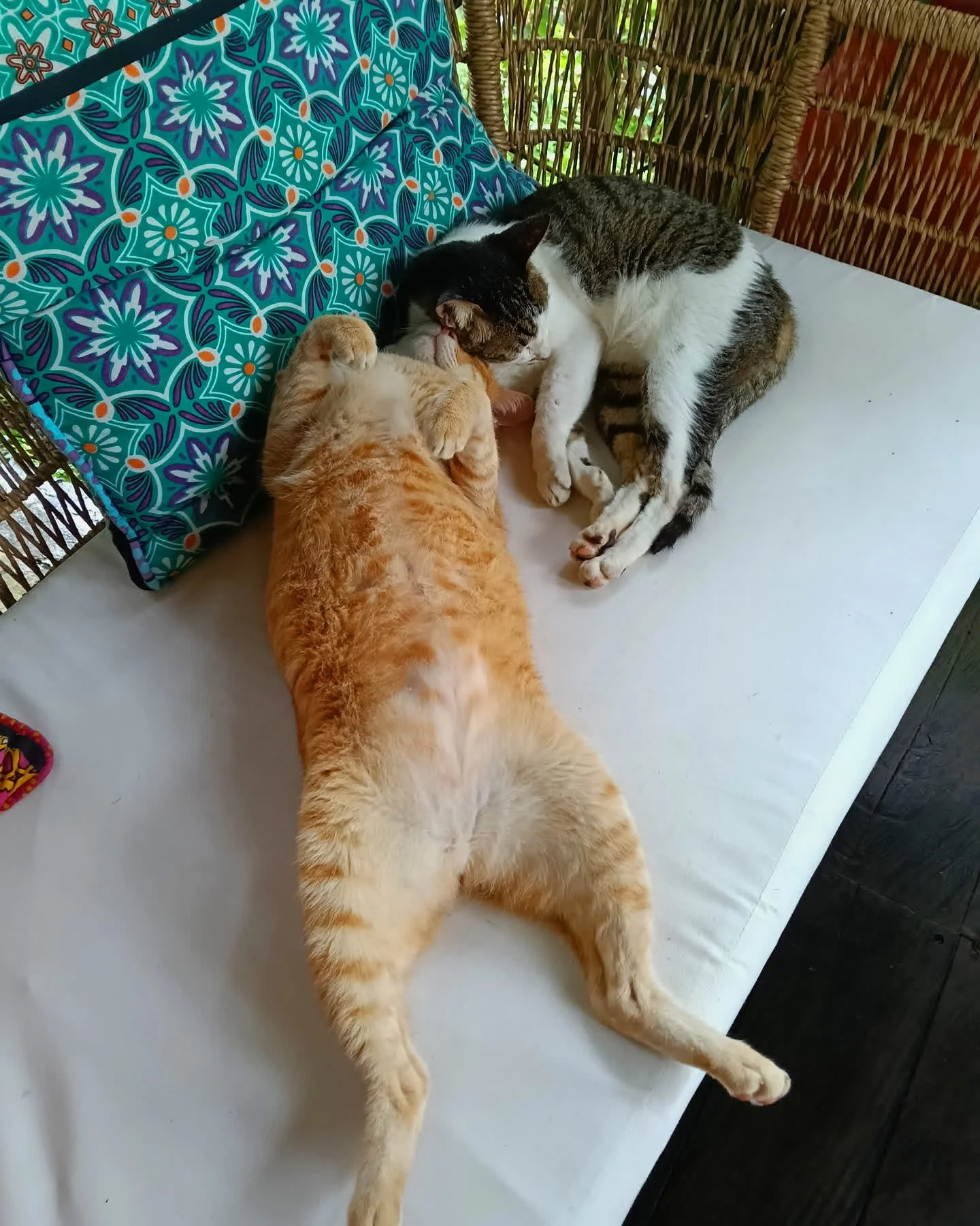 🌿 Happy Sunday, friends! 🌞

We're open from 9am daily &ndash; so if you're strolling through Ubud today, come say hi 

✨ Wander through the gallery, meet our friendly cats (Boss and co-founder), and soak up all the garden vibes. It's a little oasis