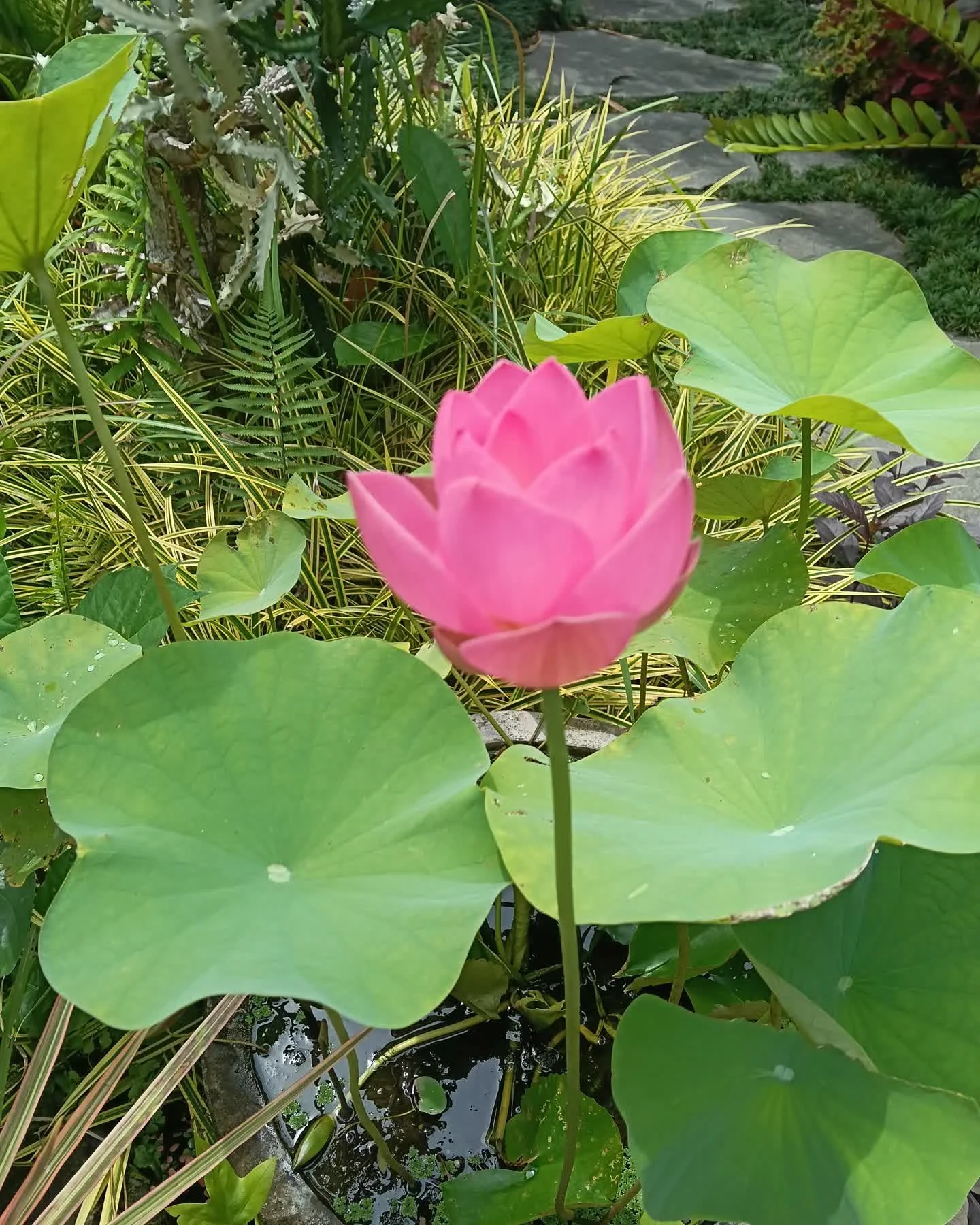 Sundays in Ubud have their own rhythm.

A little slower, a little quieter &mdash; perfect for wandering through art spaces (especially ones with beautiful gardens) and discovering something inspiring.

Zanzibar Art House Gallery is open today if you 