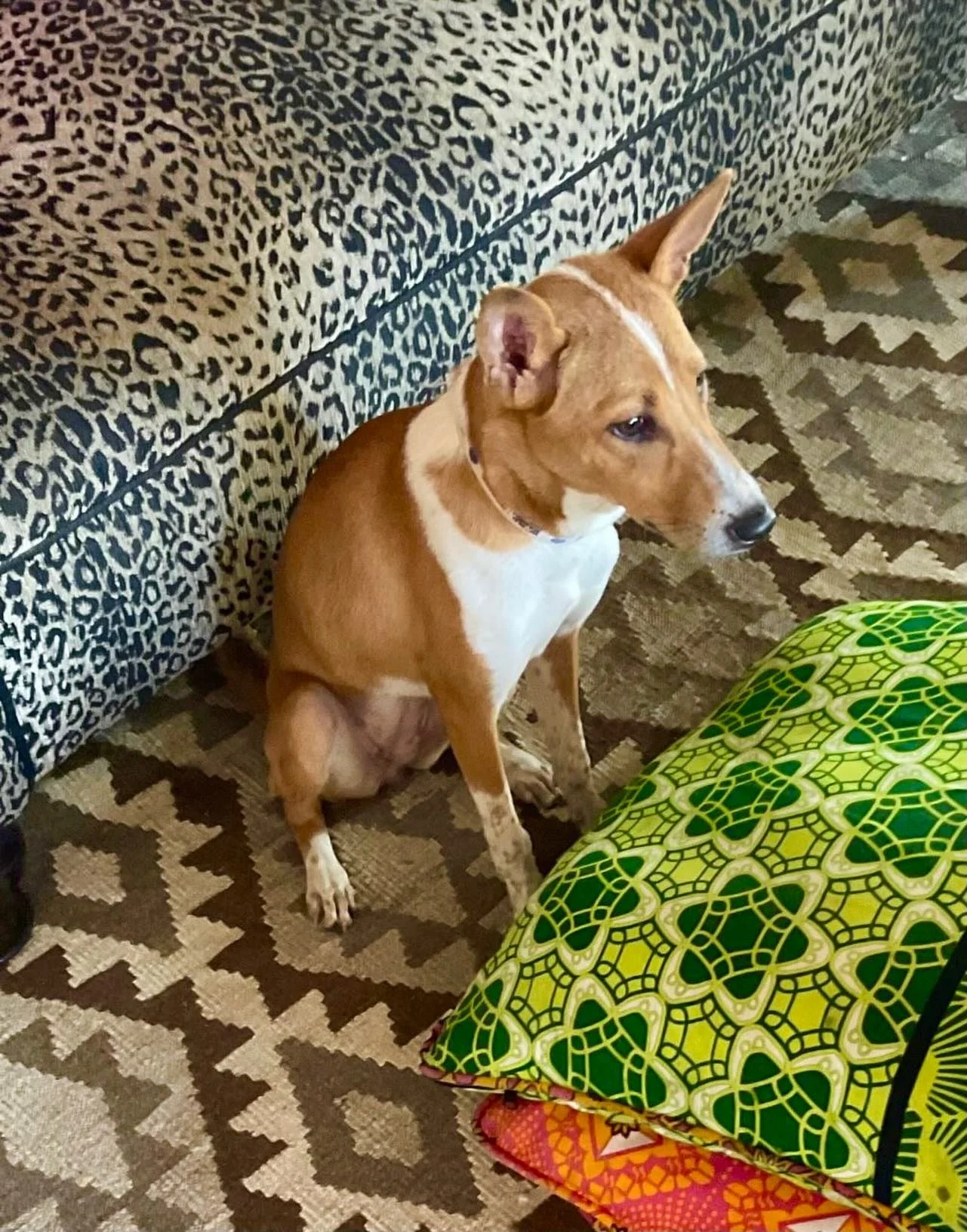 Meet Poppy!

Poppy is the newest member of the Zanzibar Art House family.

She arrived a little lost and far from home, seemingly on a misguided adventure, as puppies often do. We&rsquo;ve made every effort to find her original family and remain hope