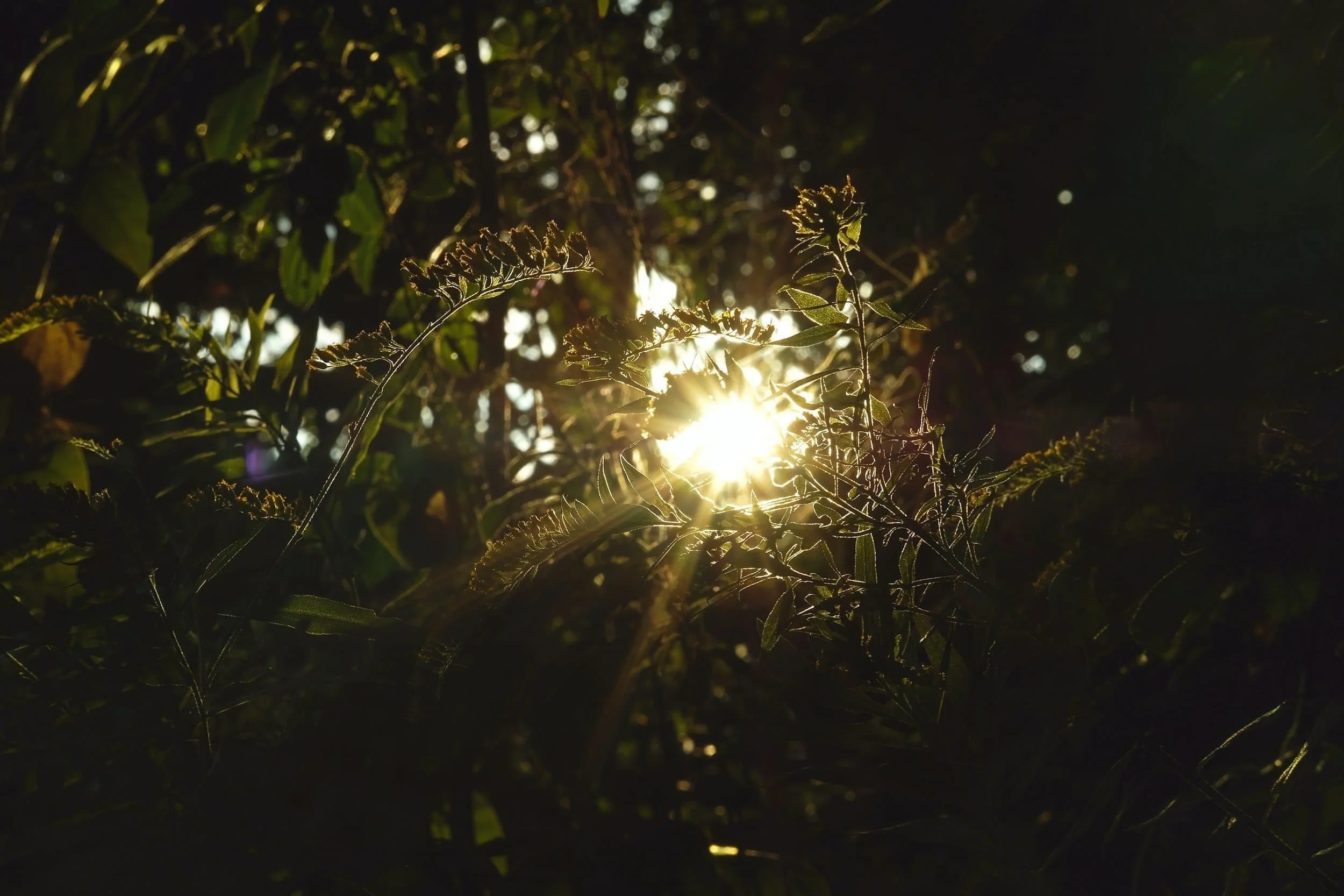 Regenerate alt text copyIconcrossIconBlue Sunlight shining through dense foliage and wild plants, creating a bright, natural glow amidst the greenery.