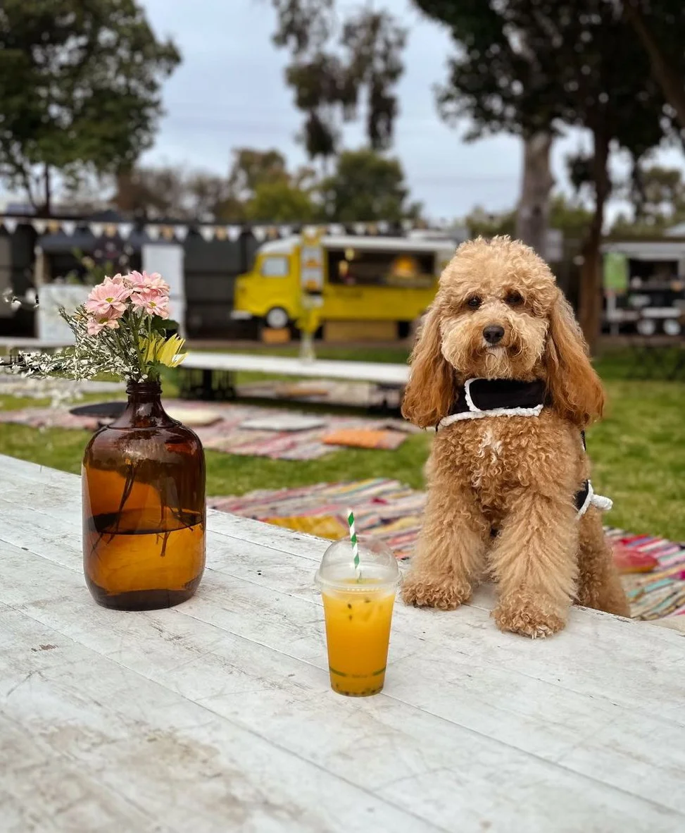 Dog sitting at table with a lemonade drink