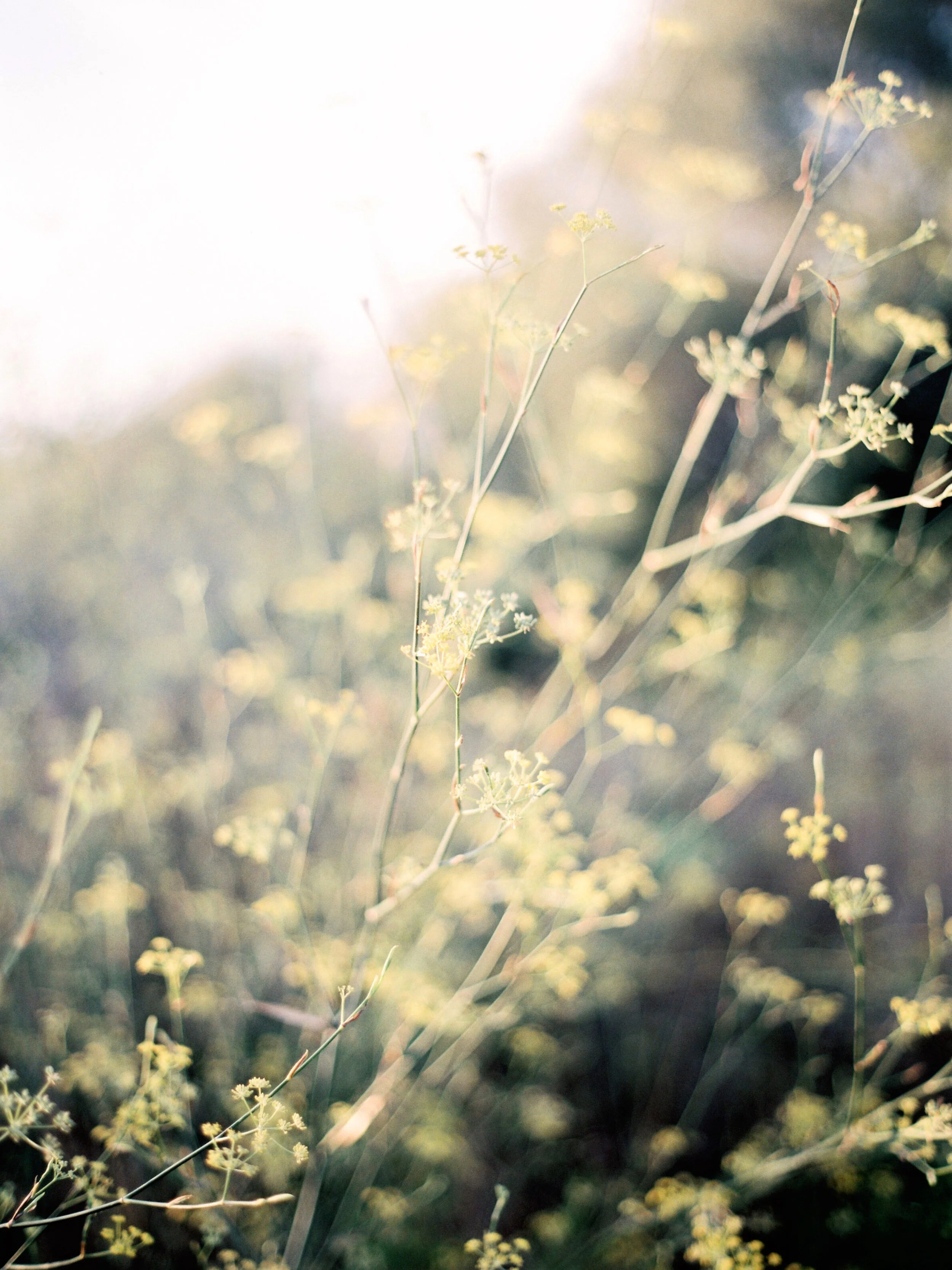 Film gives nature the poetry it deserves.

#analogvibes #contax645 #mediumformat
