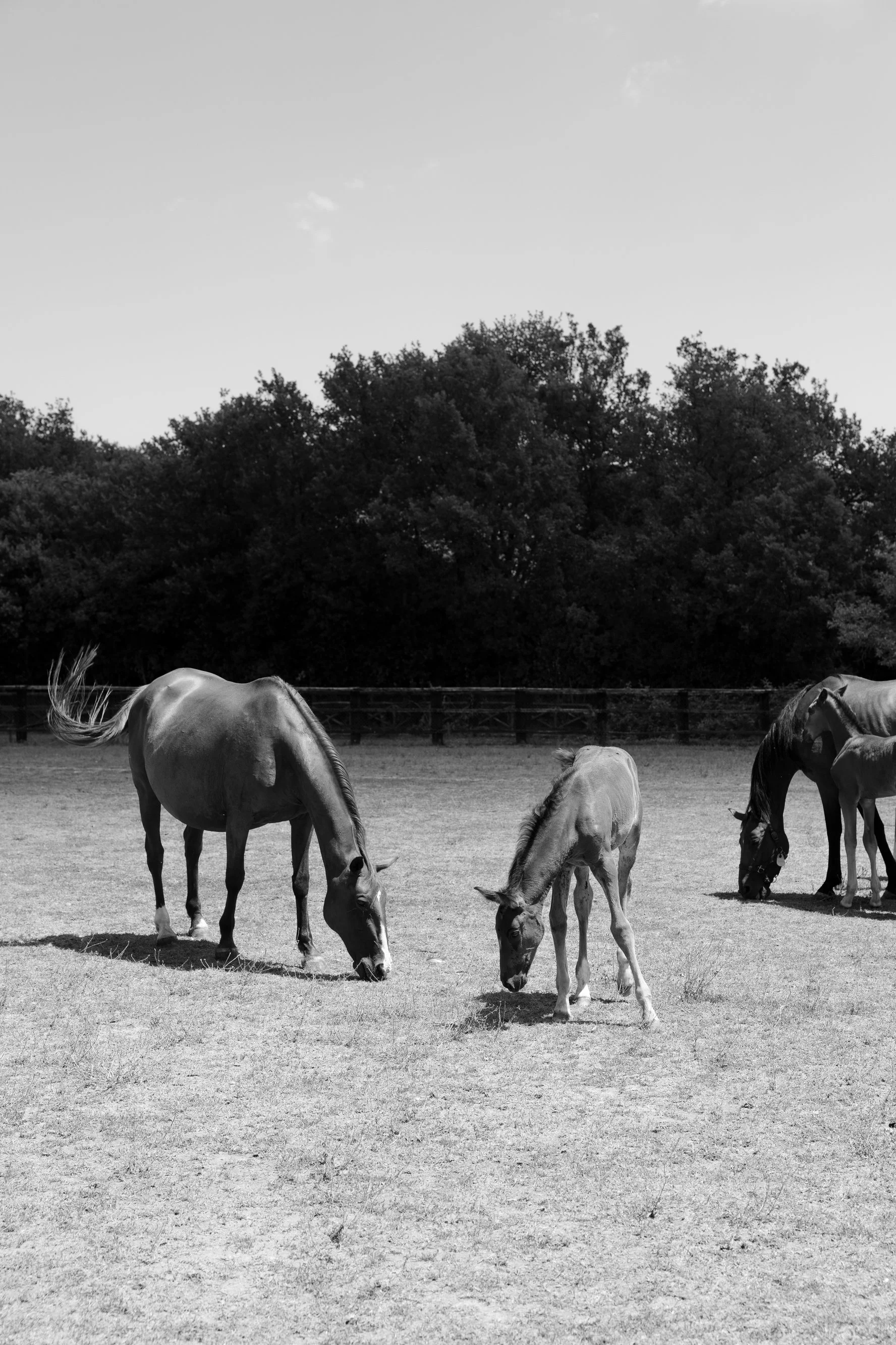 Horses grazing on the Il Borro estate in Tuscany