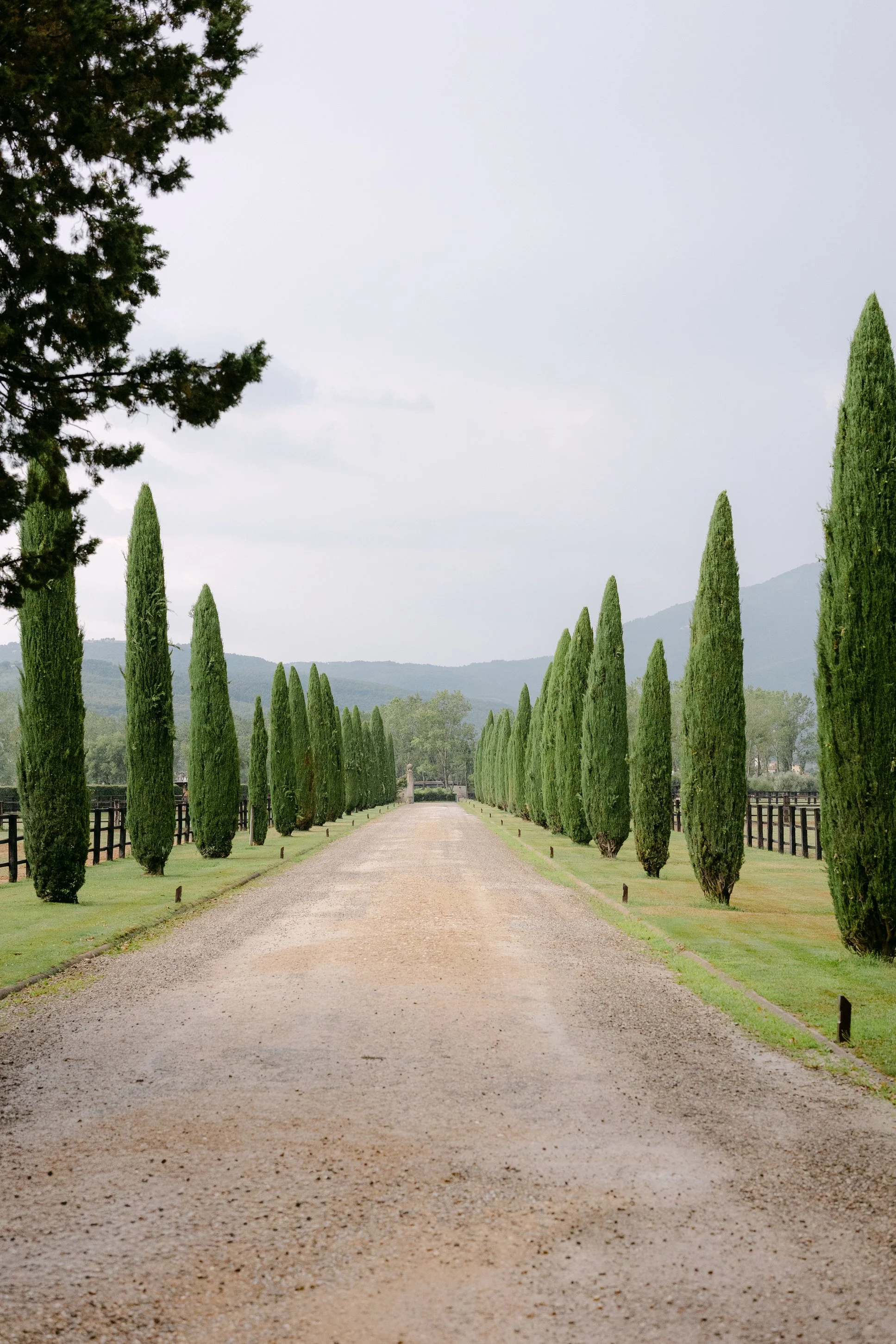 Tree-lined entrance to Il Borro, a luxury wedding venue in Tuscany, Italy