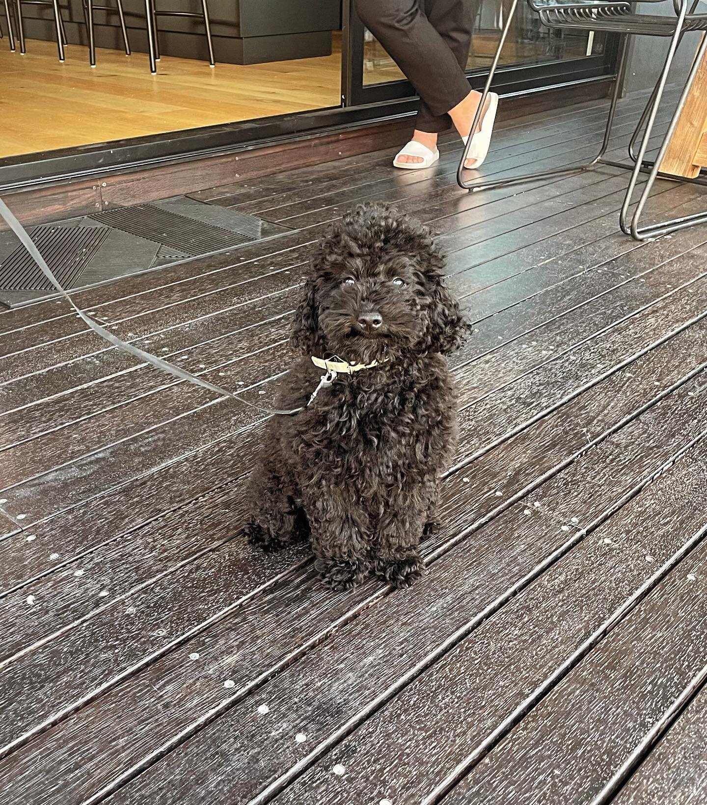 Meet Alfie the 12 week old Toy Poodle 💛
Today Alfie learnt a bed command, a back door boundary, a sit &amp; sit step away. Go Alfie 🥳
