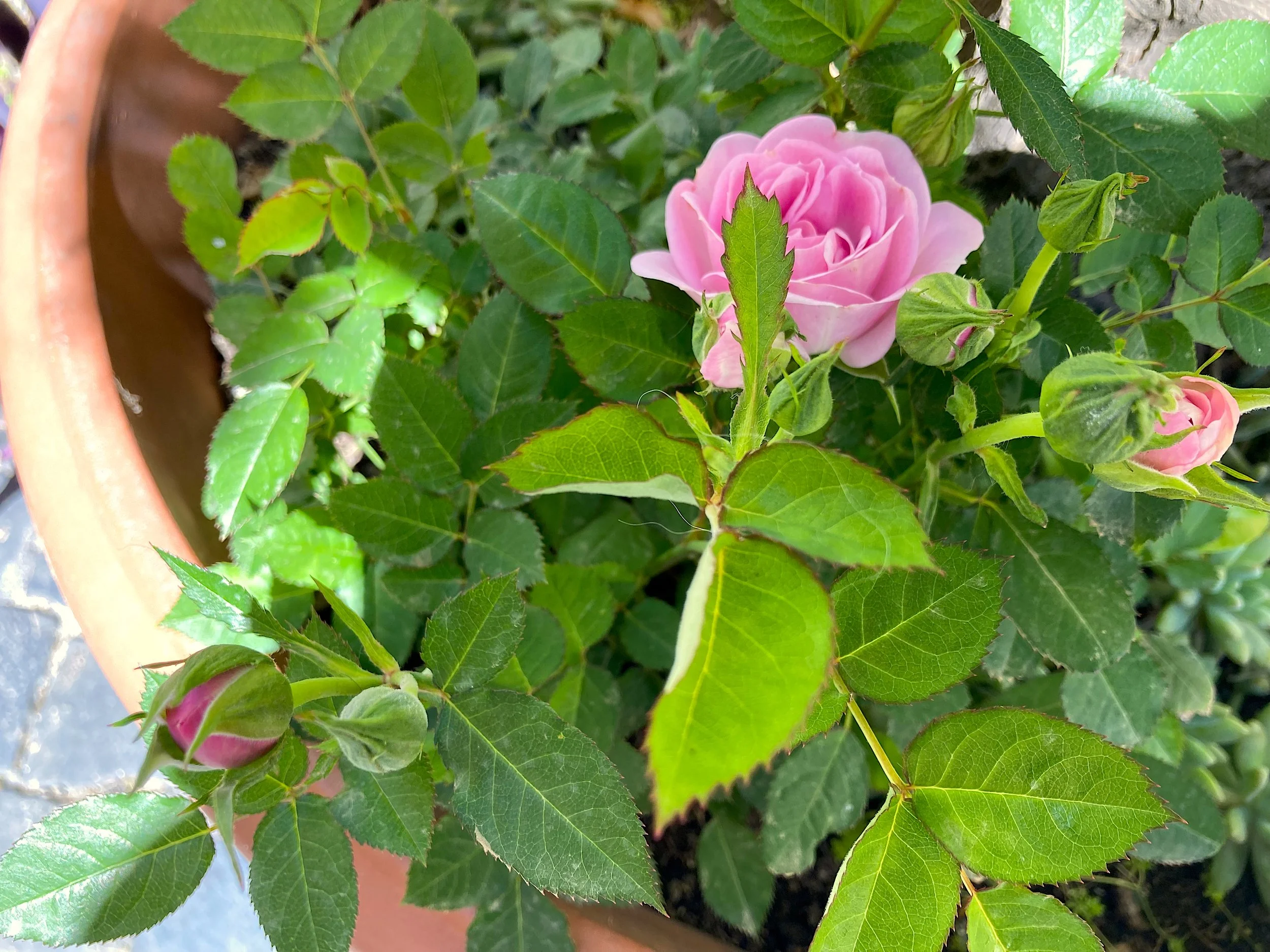 edit General - pink rose.jpeg