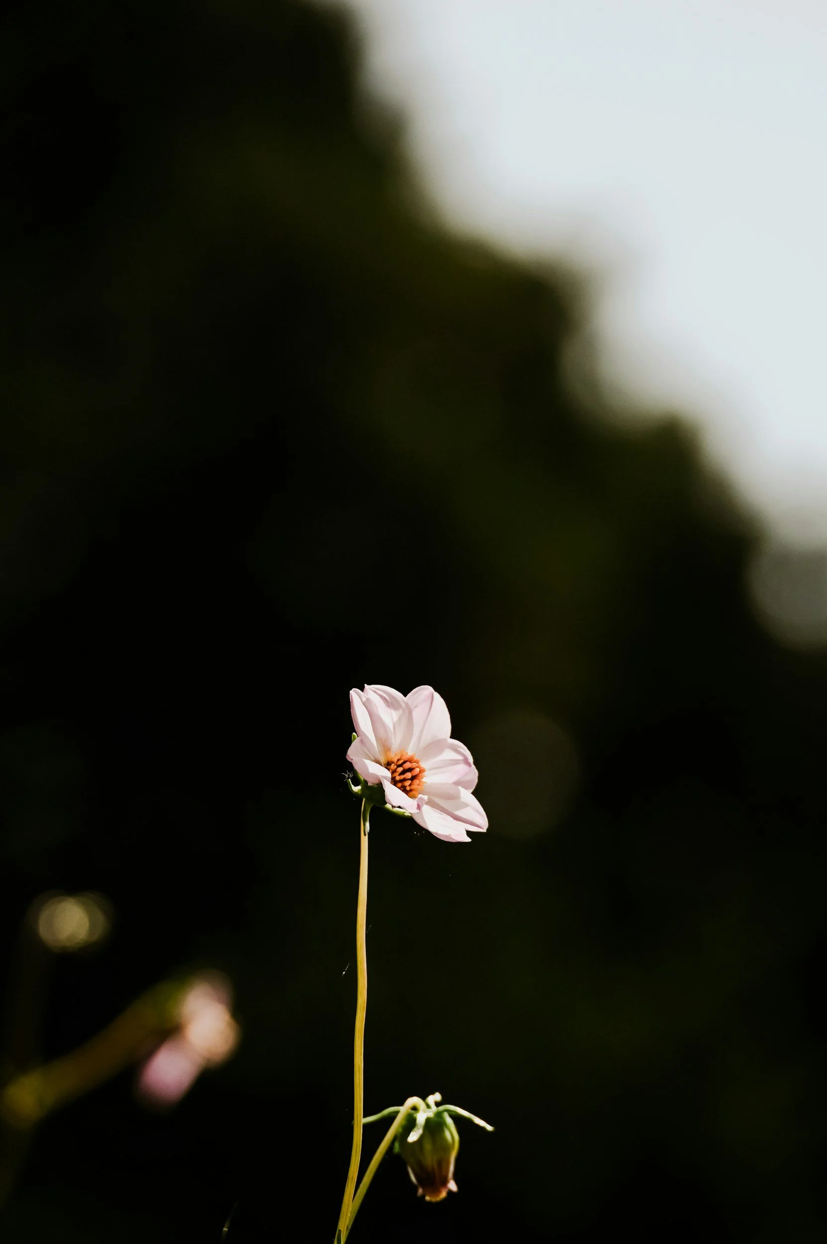 A single small pink and white flower with a dark center on a long, thin stem against a dark blurred background.
