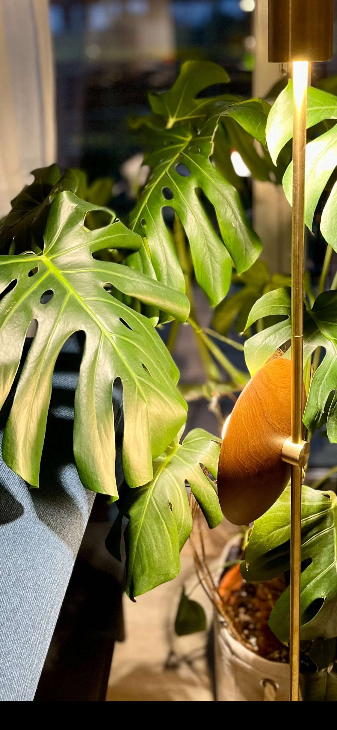 Monstera plant with large green leaves next to a gold floor lamp in a cozy indoor setting.
