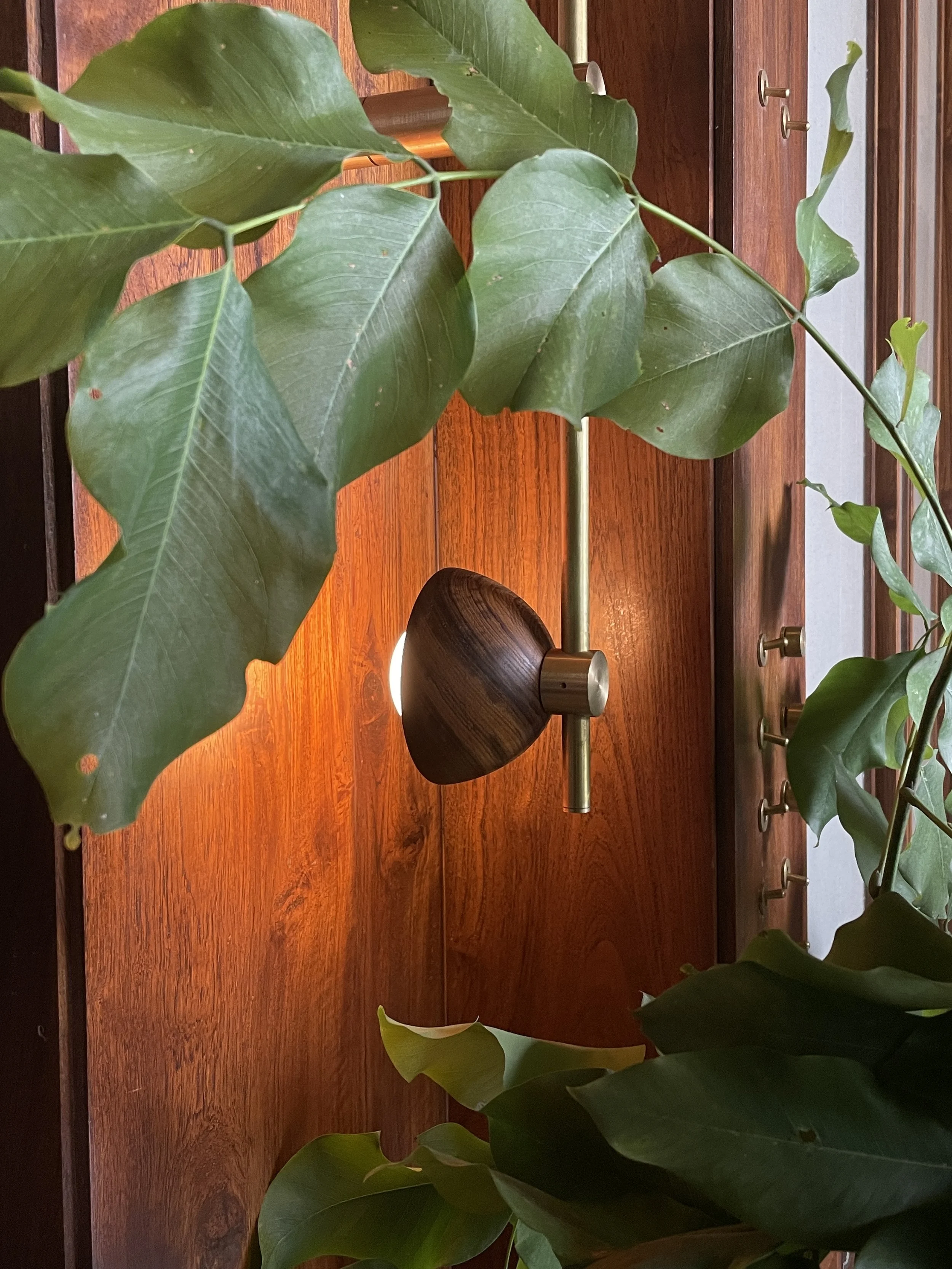 Indoor plant with large green leaves, wood panel wall with modern brass and wood light fixture, soft light glowing.